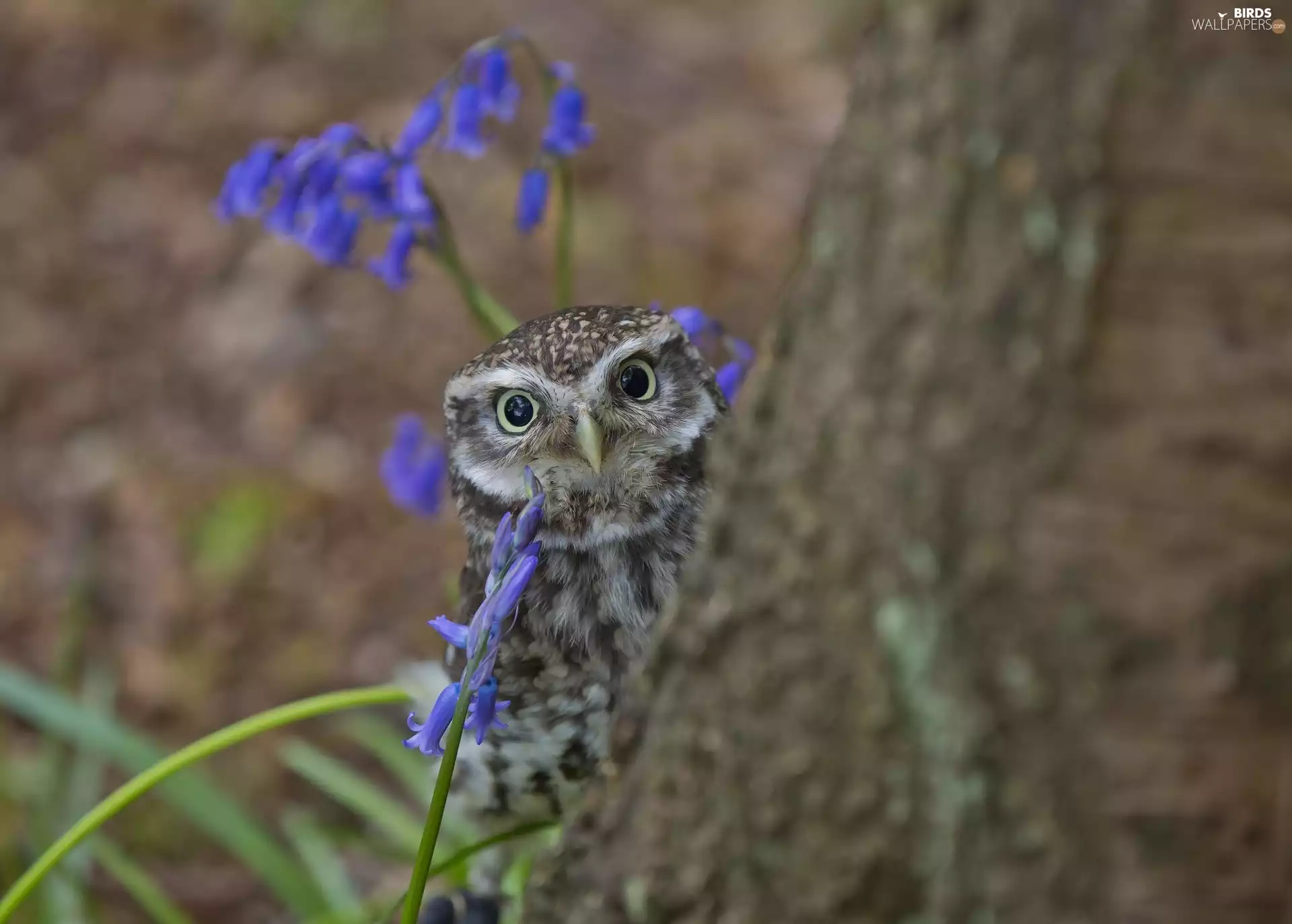 viewes, Flowers, trunk, trees, owl