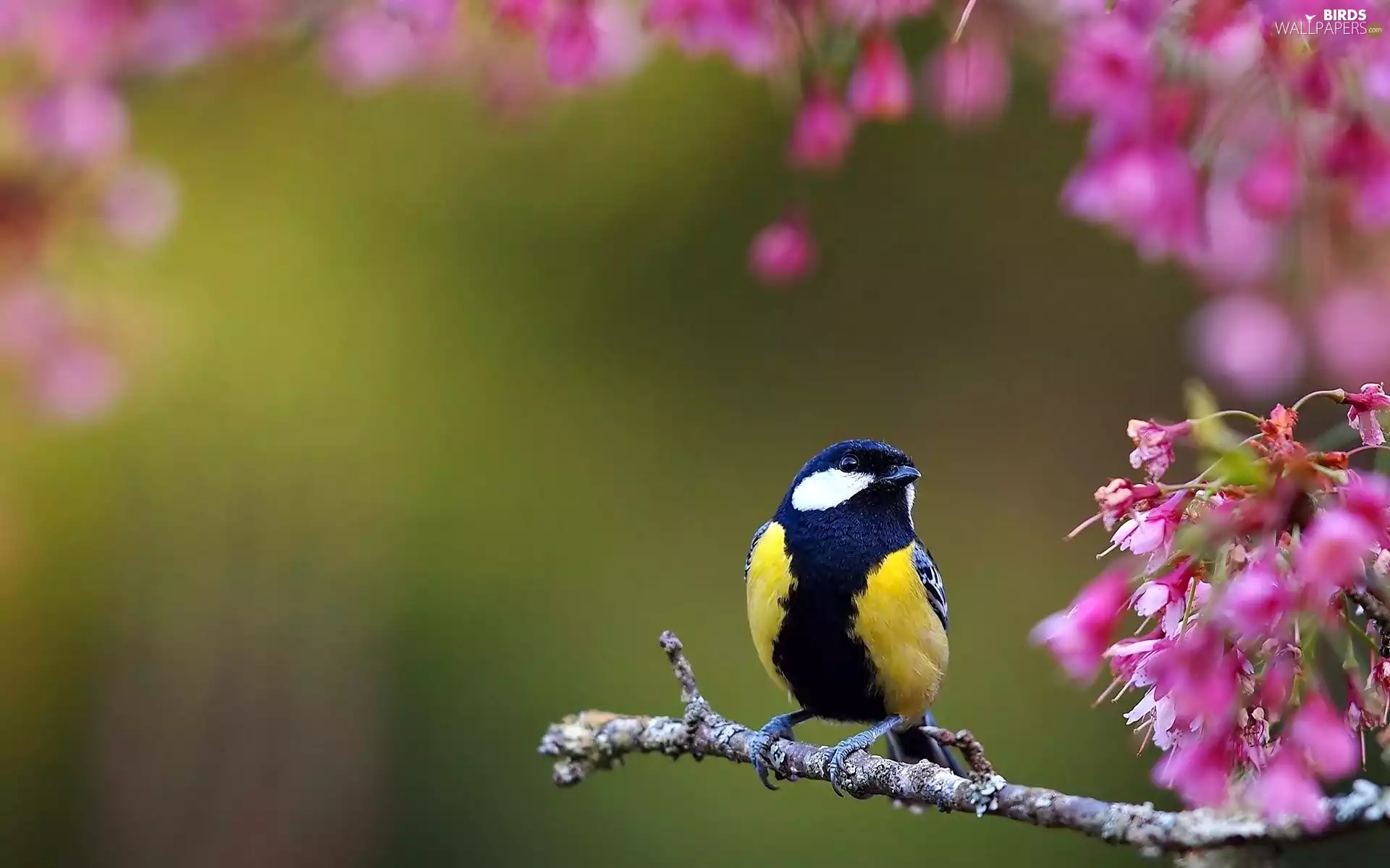 Flowers, tit, twig
