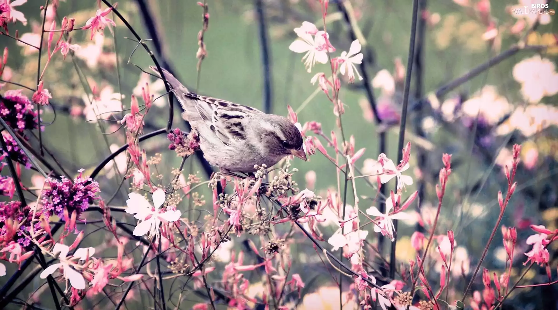 Flowers, sparrow, Twigs