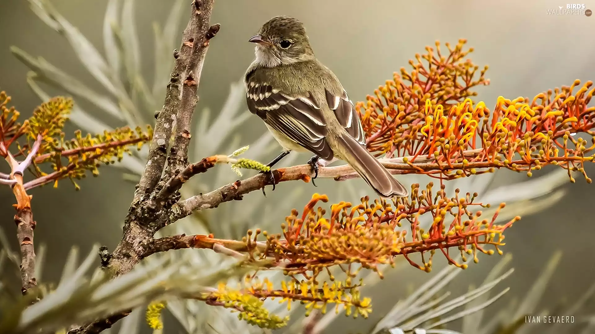 Bird, Flowers, Twigs, Willow Warbler