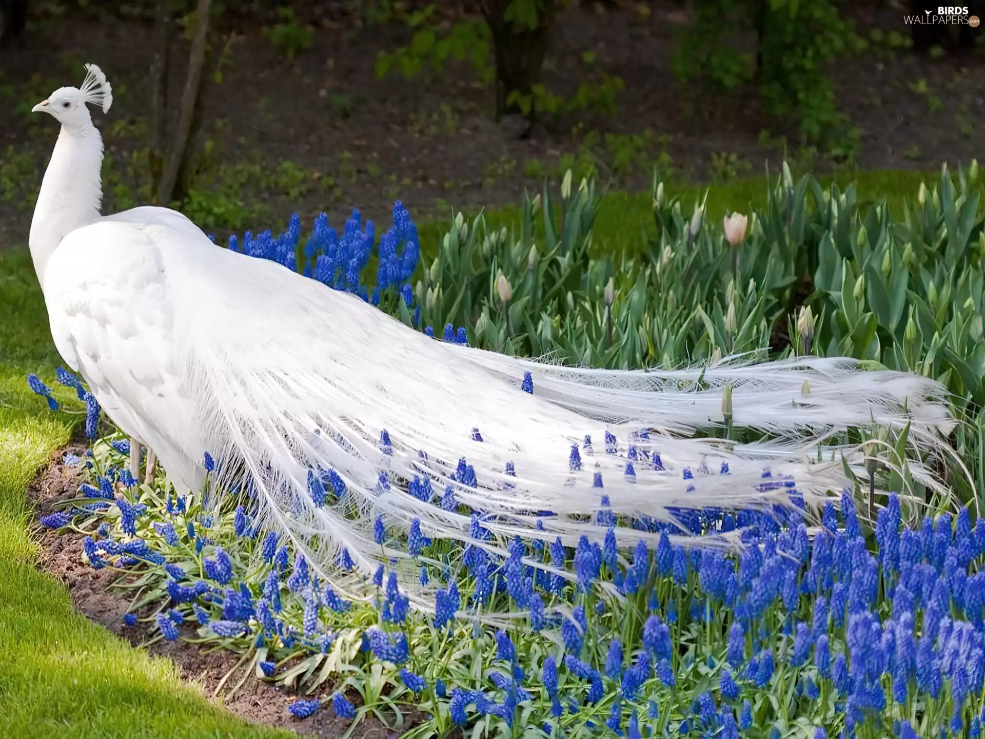 among, flowers, White, peacock, Beatyfull