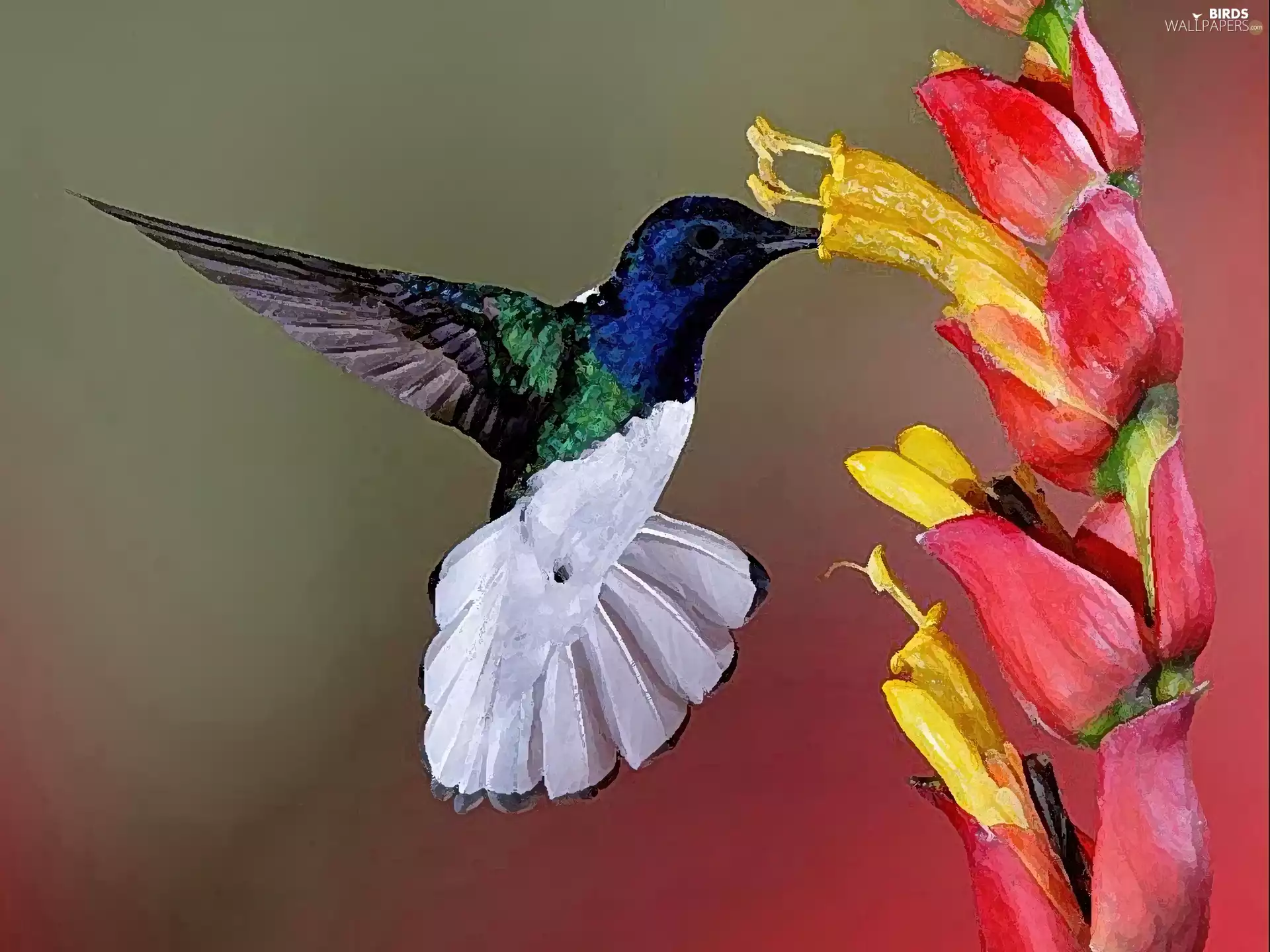 humming-bird, Colourfull Flowers, graphics, wings