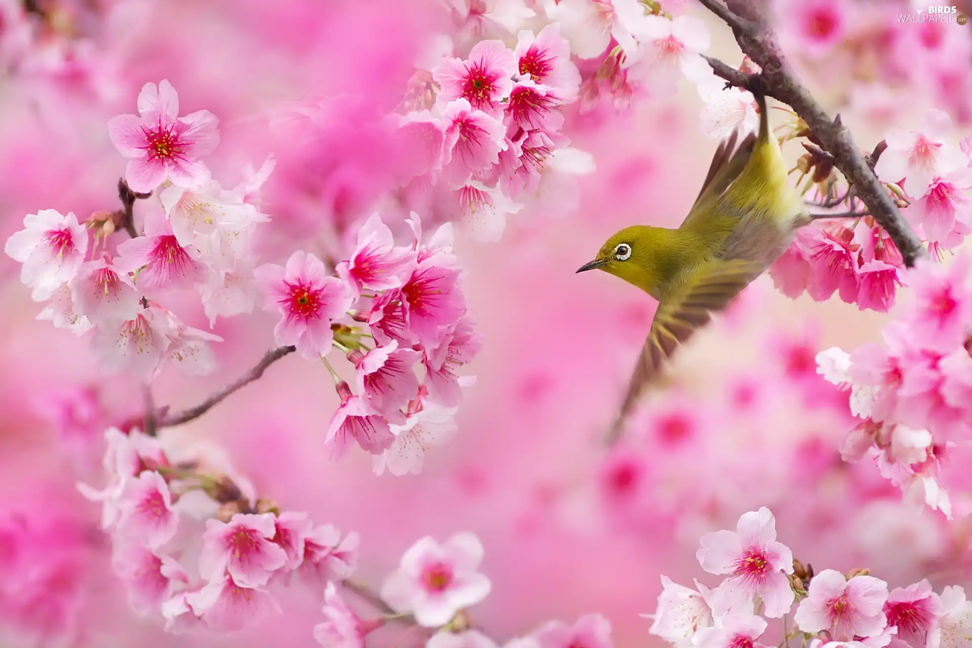 Twigs, Zosterops, Flowers, Flourished, Bird, Pink, Fruit Tree