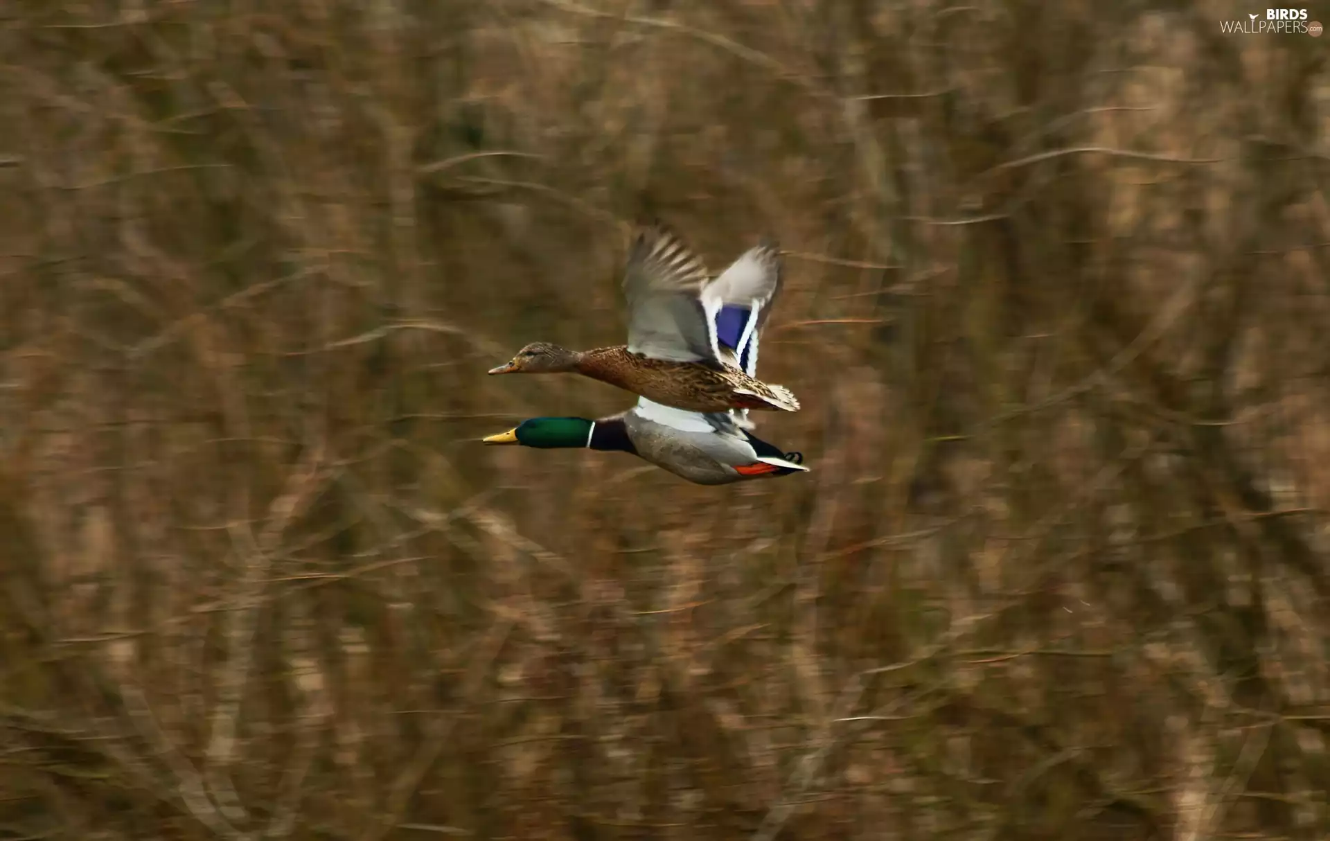 flying, ducks