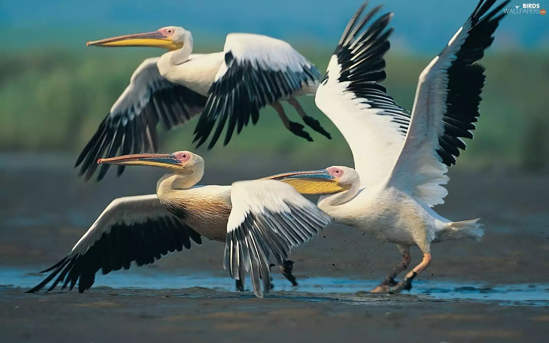flying, pelicans
