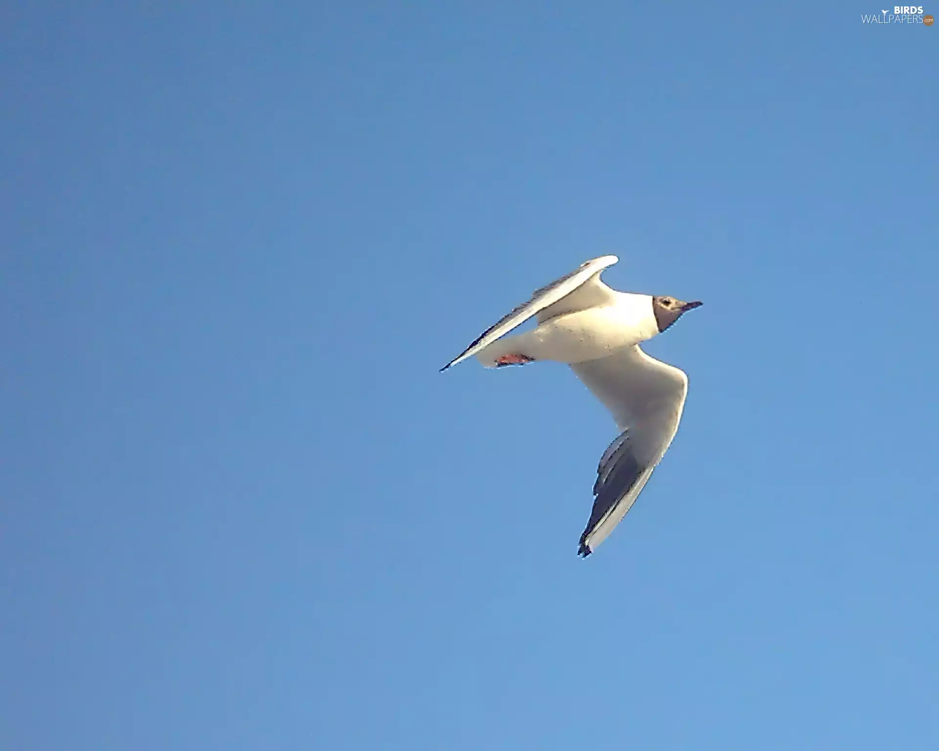 Flying seagull