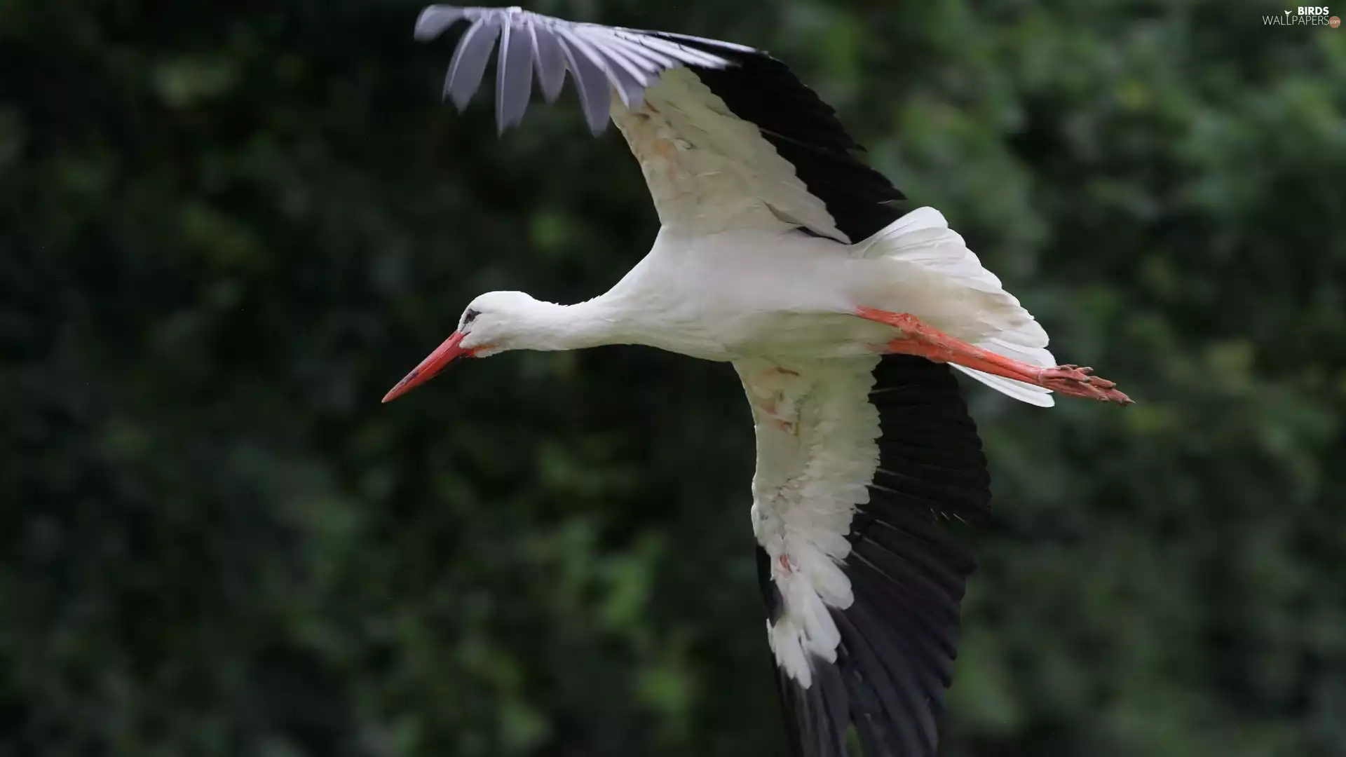 flying, stork