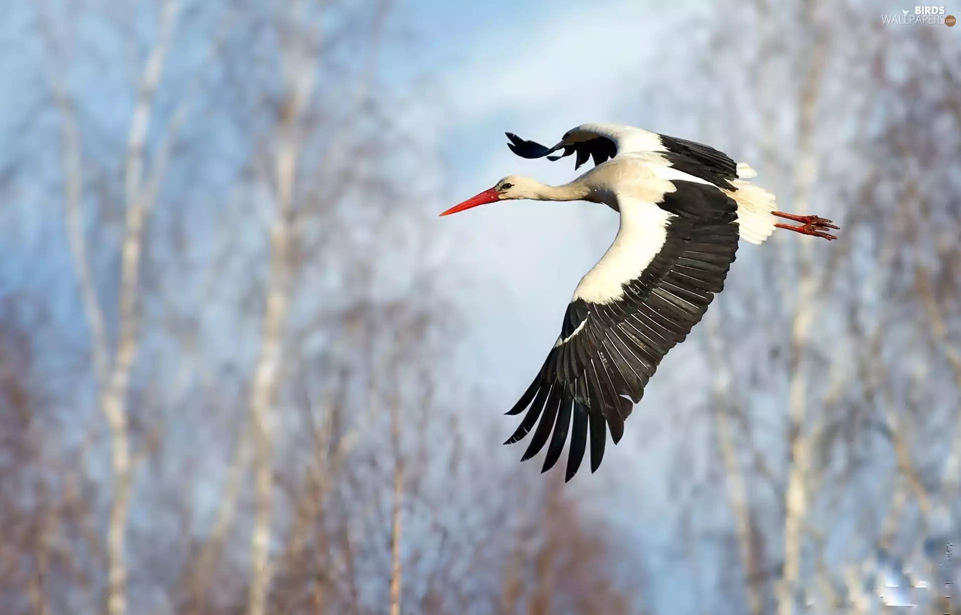flying, stork