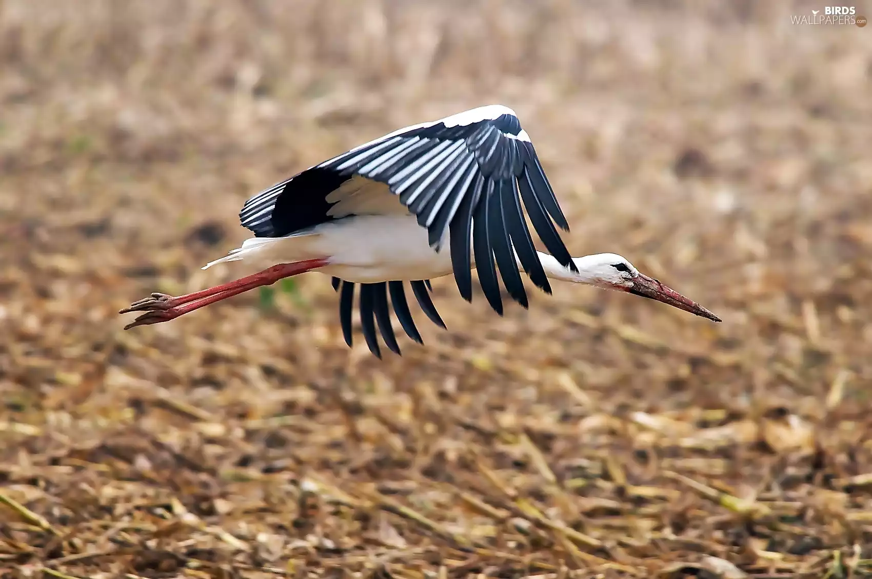 flying, stork