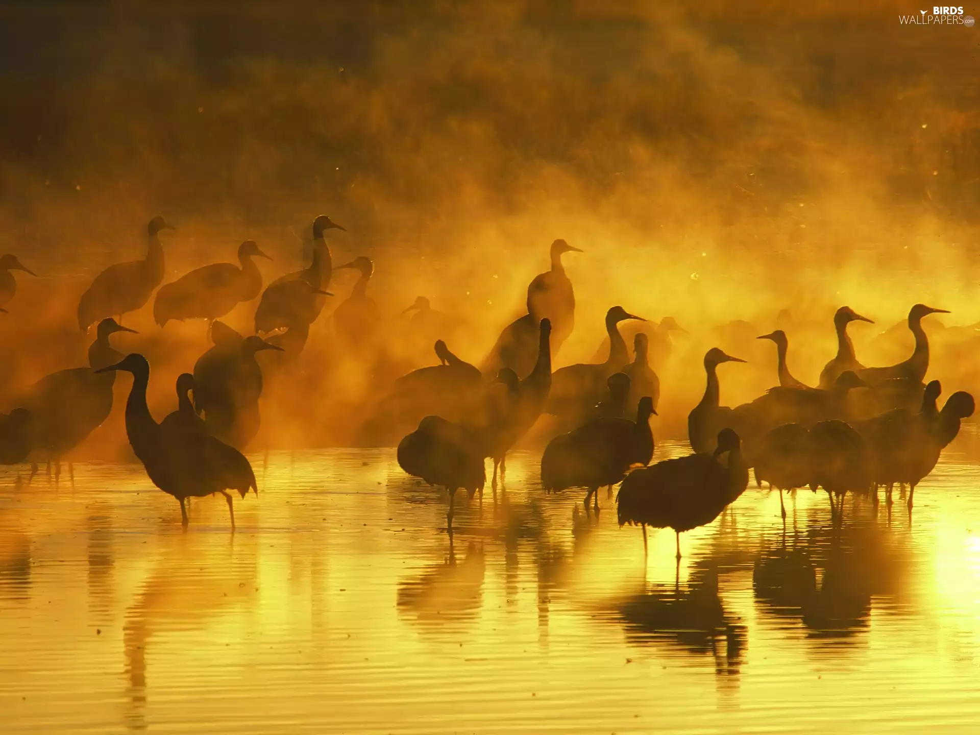 cranes, water, lake, Fog