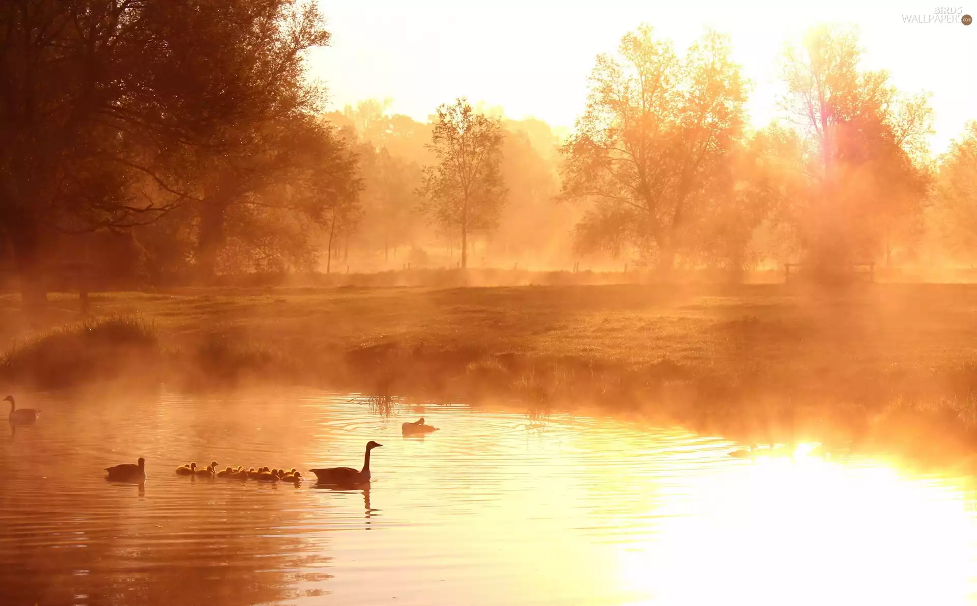 dawn, lake, geese, Fog