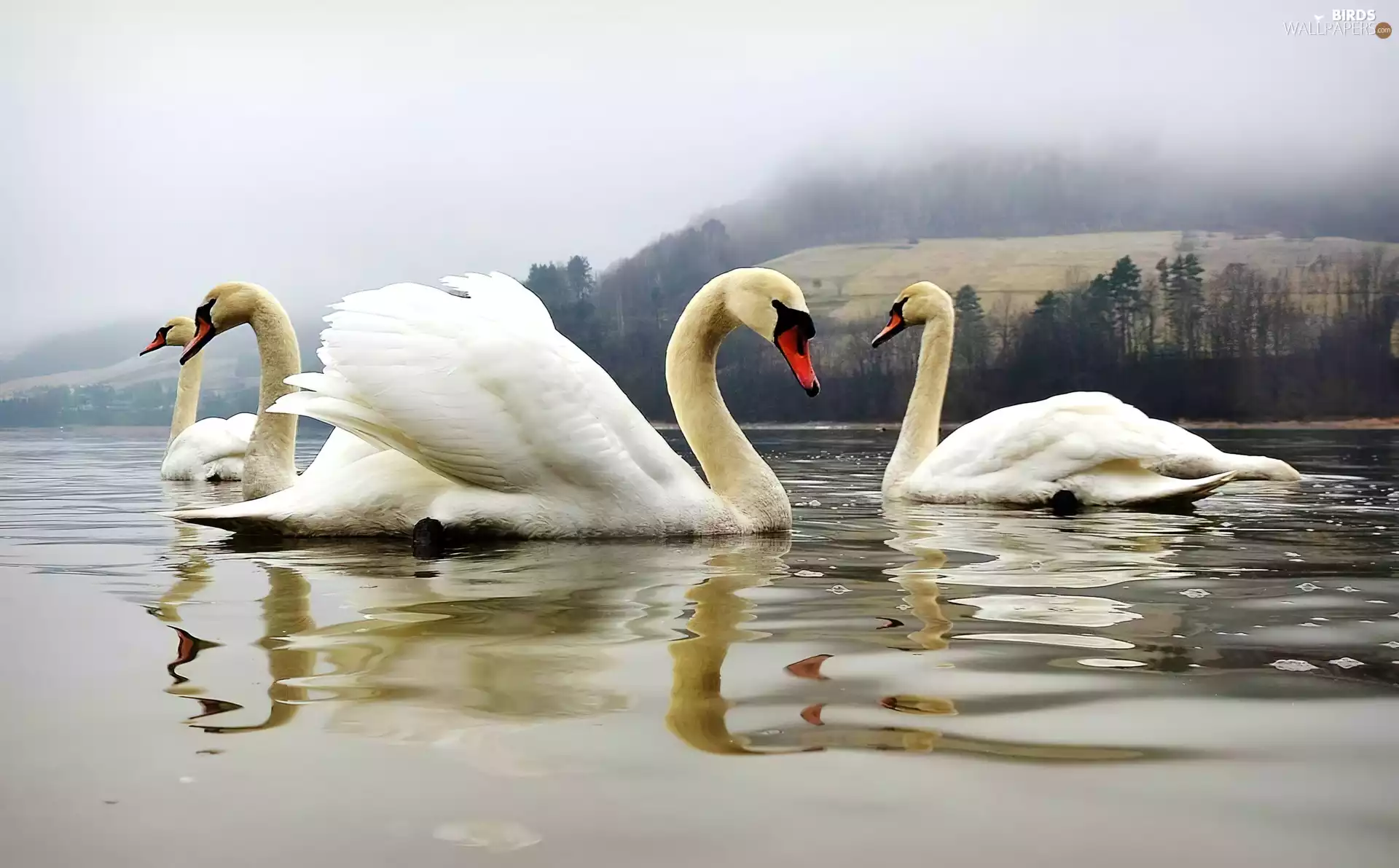 Fog, Swan, lake