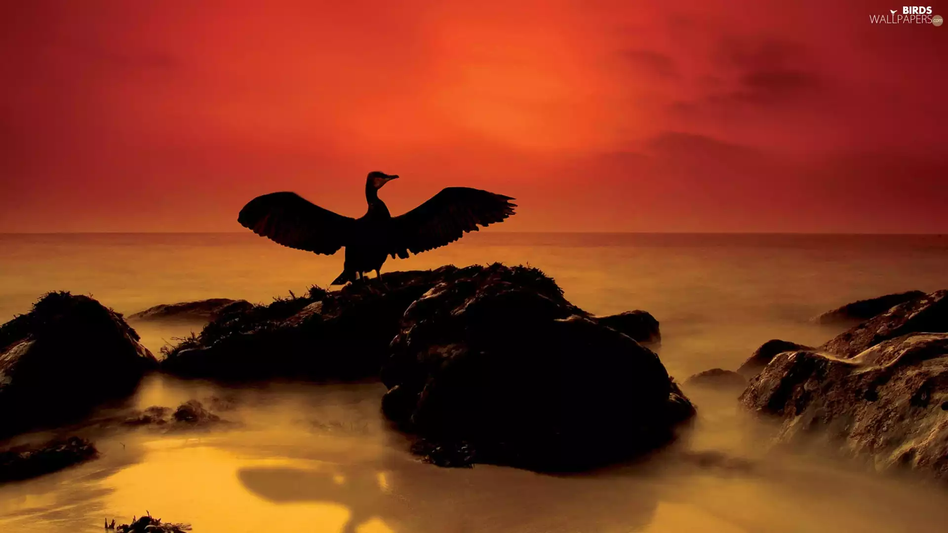 west, cormorant, Ocean, Fog, sun, Stones