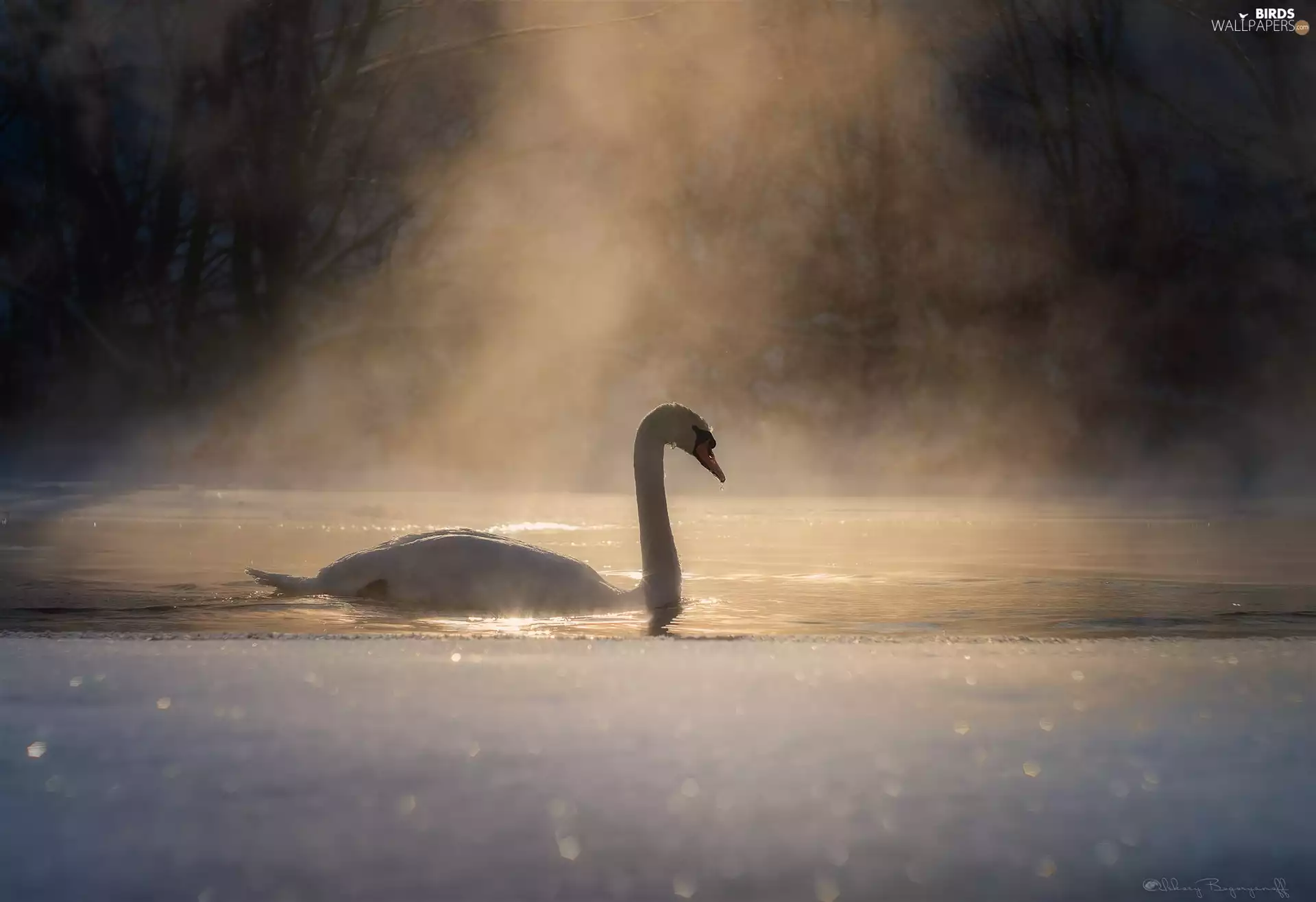 glow, Fog, winter, morning, Swans