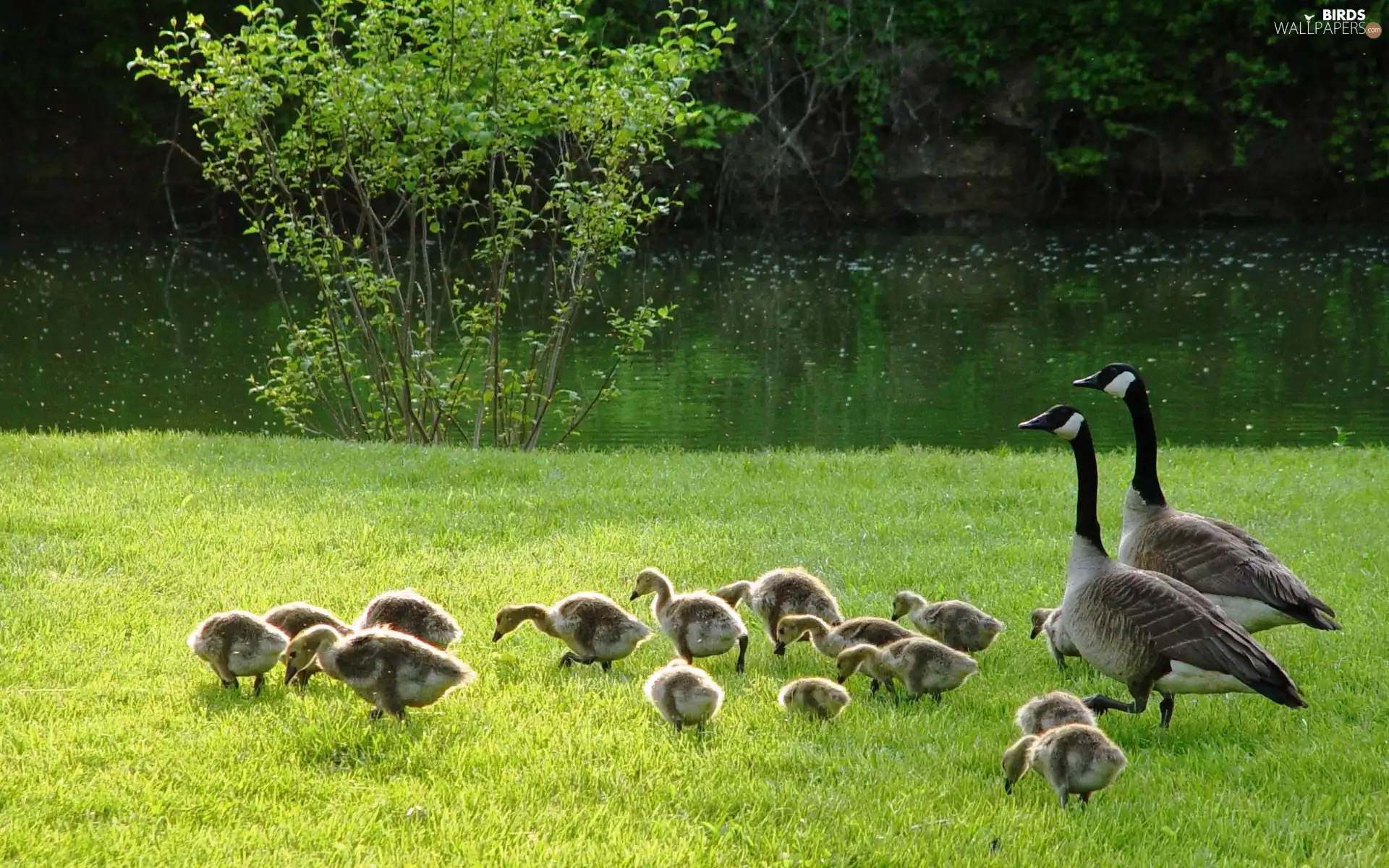 geese, Meadow, River, folks