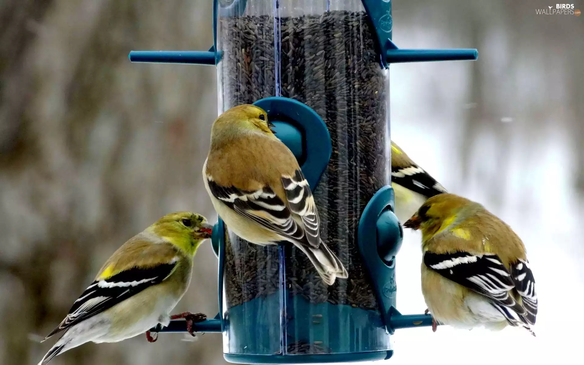 forest, sparrows, Bird