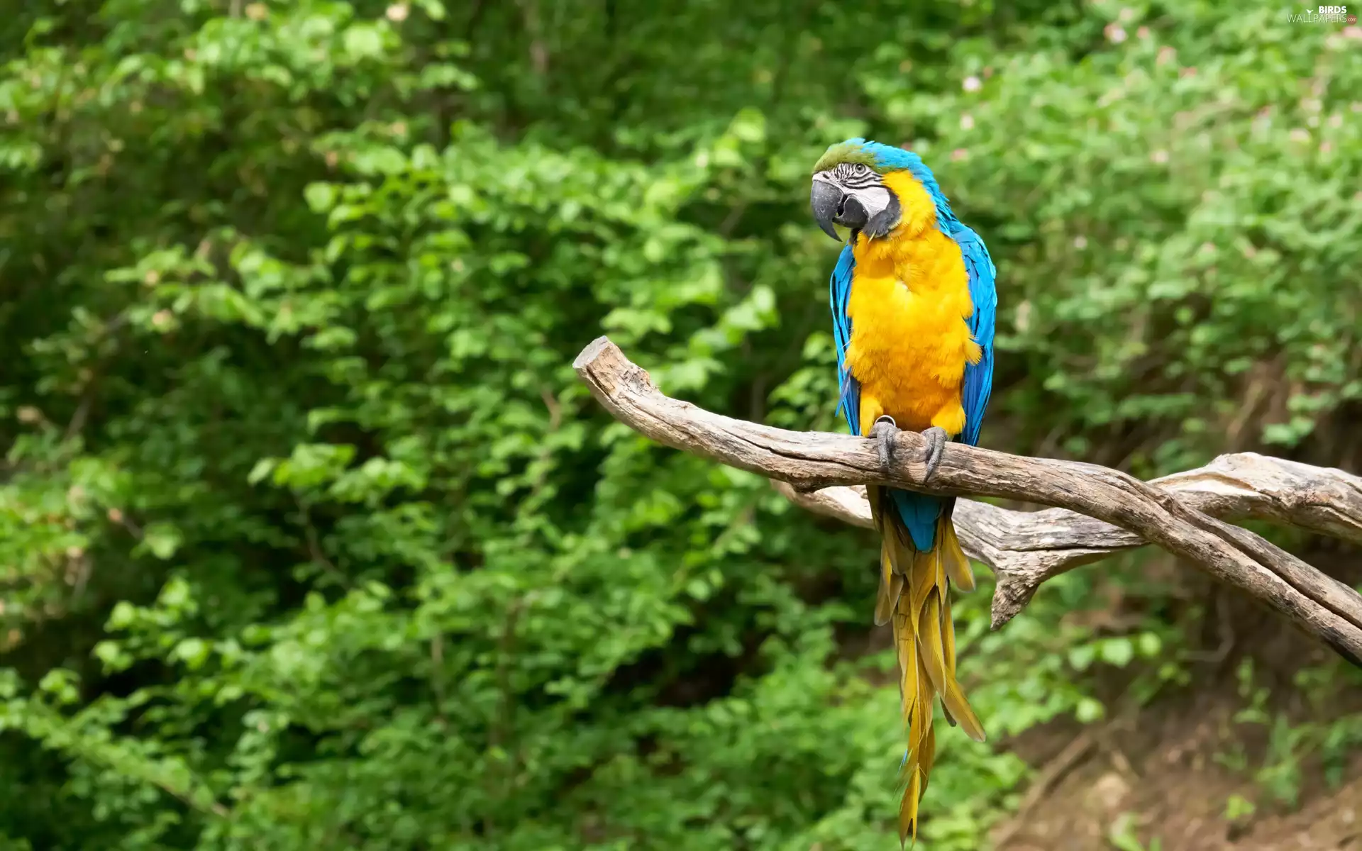 forest, parrot, branch