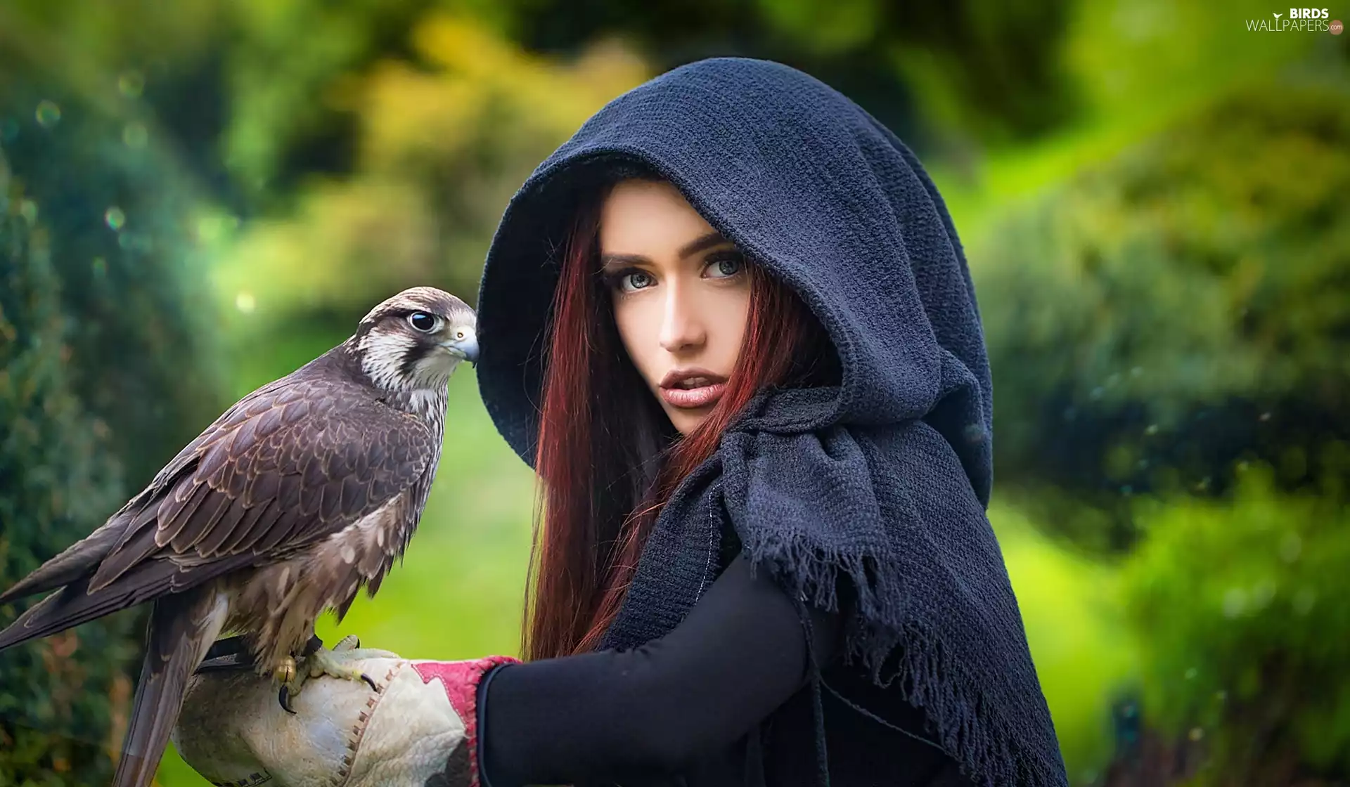 hand, forest, falcon, an, girl