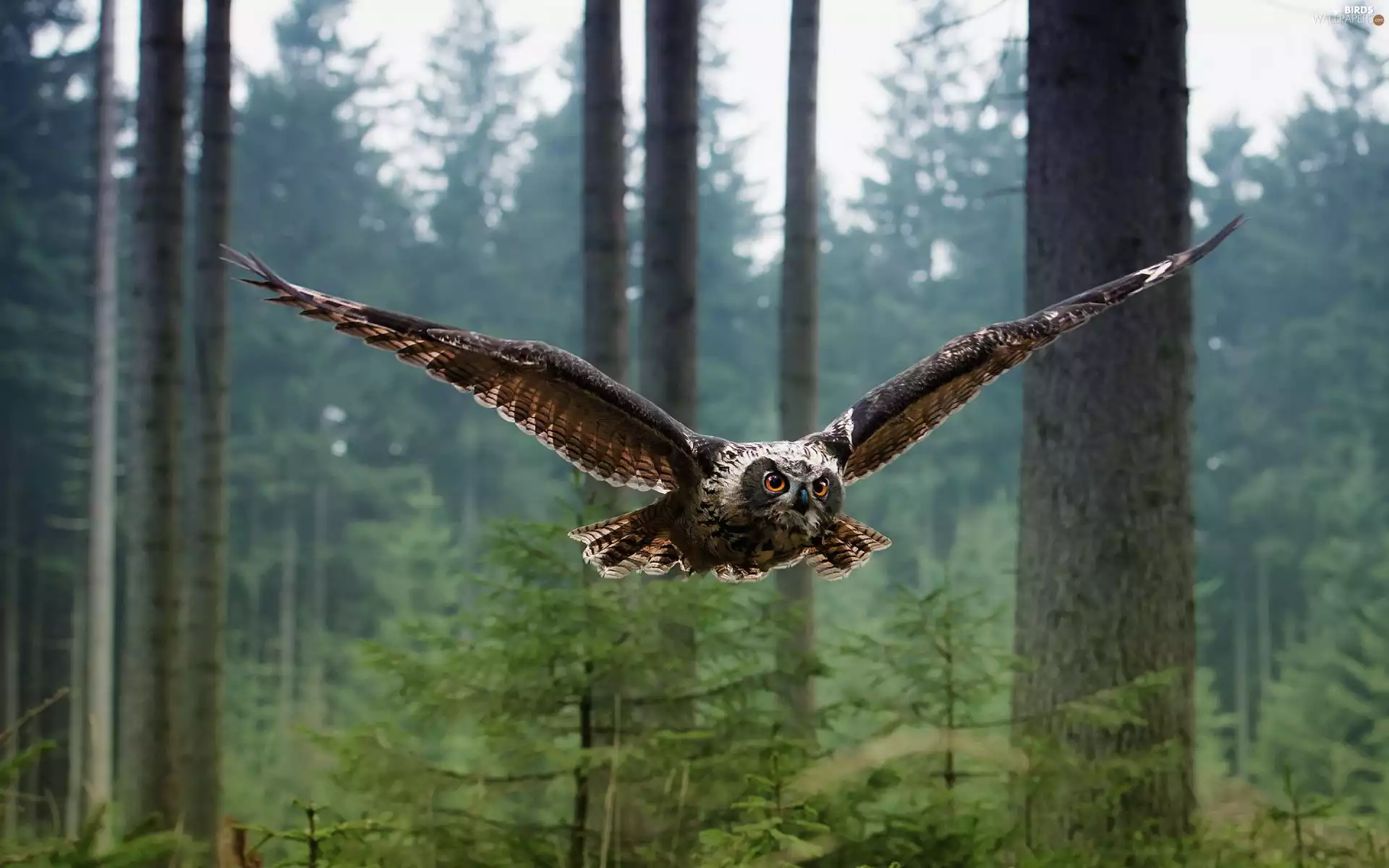 forest, owl, flight