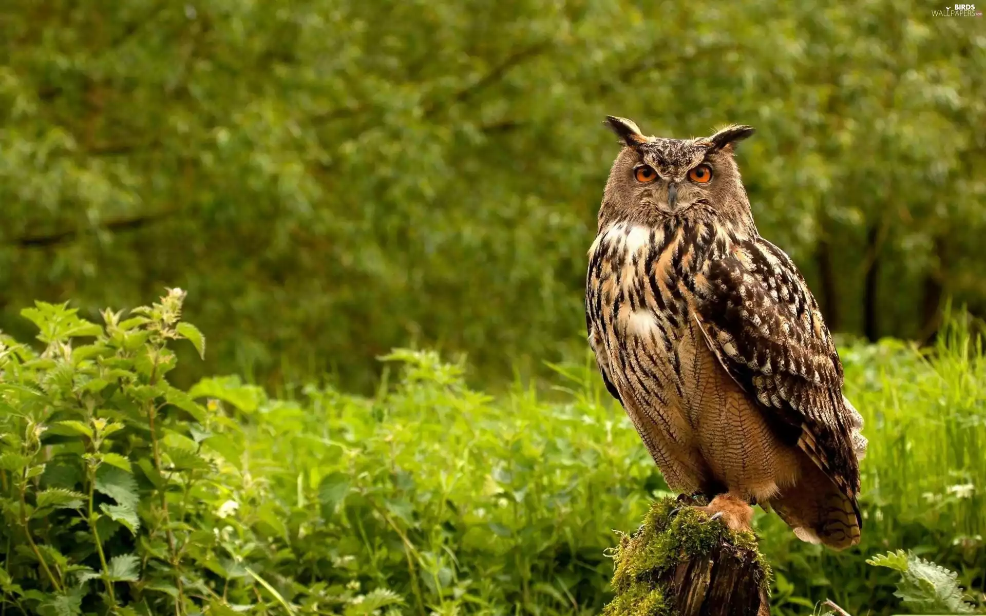 owl, forest, grass, Asio otus