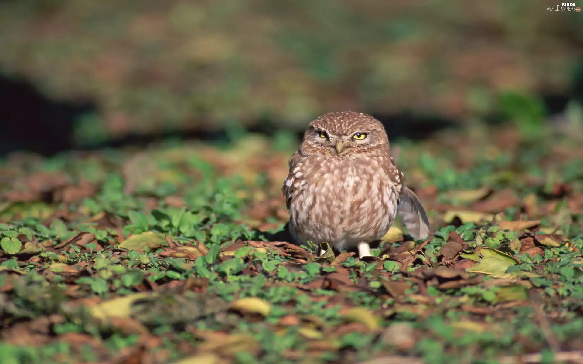 forest, owl, Leaf