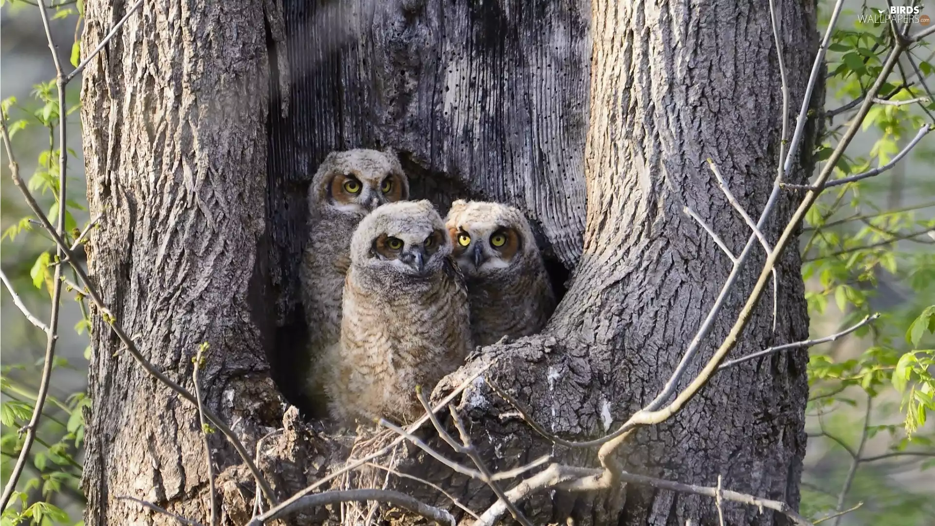 hollow, forest, Owls, trees, Three