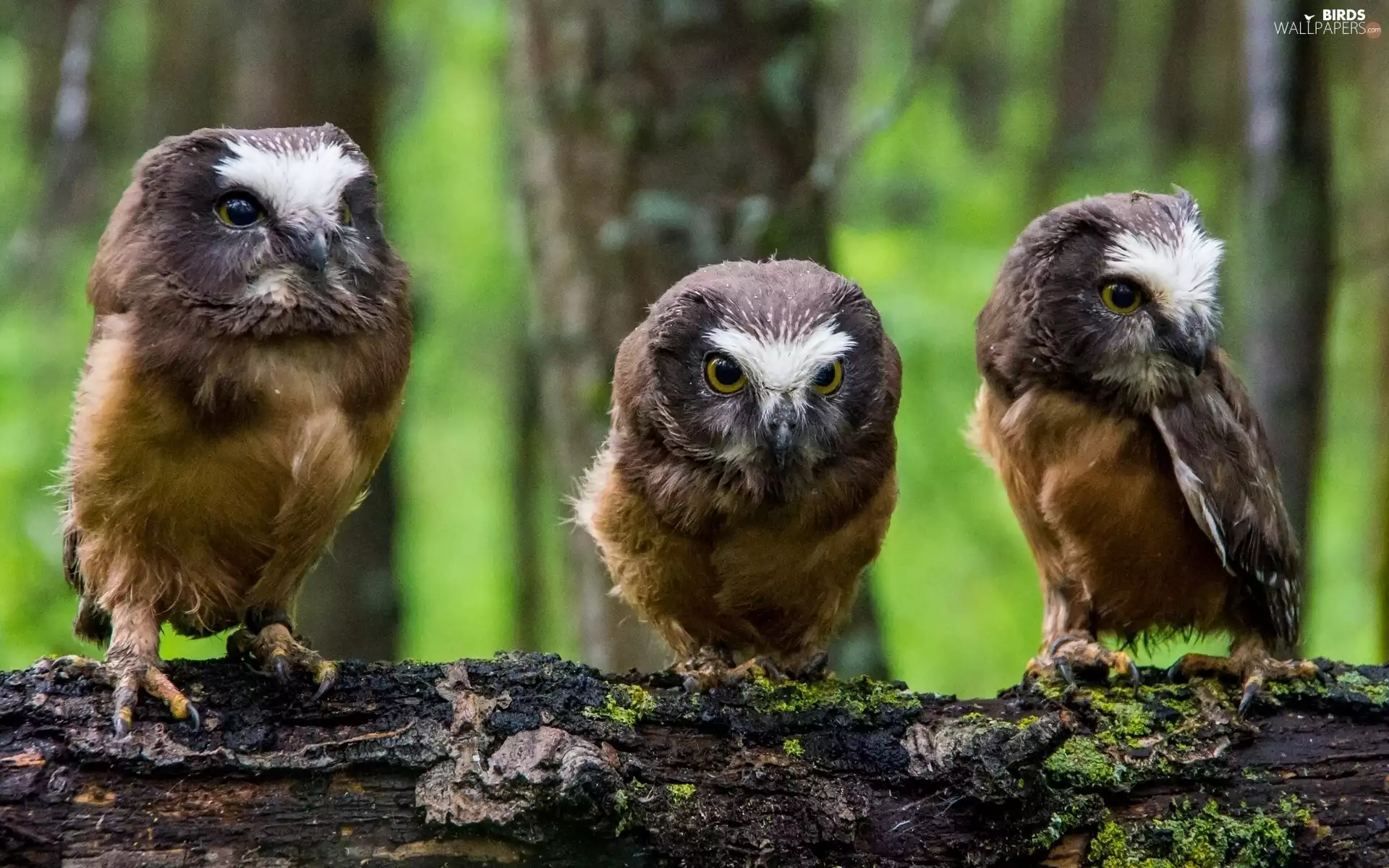 forest, Tengmalm, trees