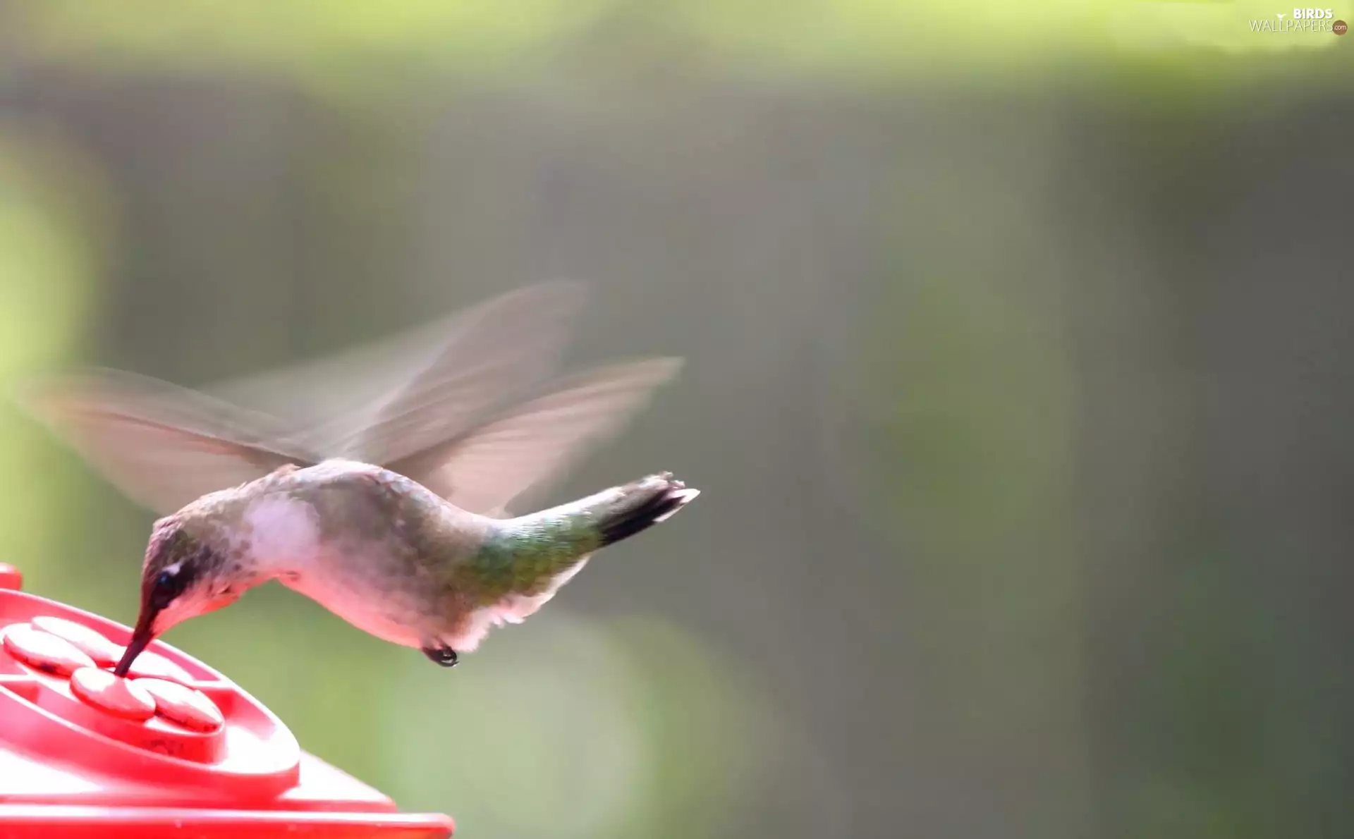 humming-bird, drinking fountain