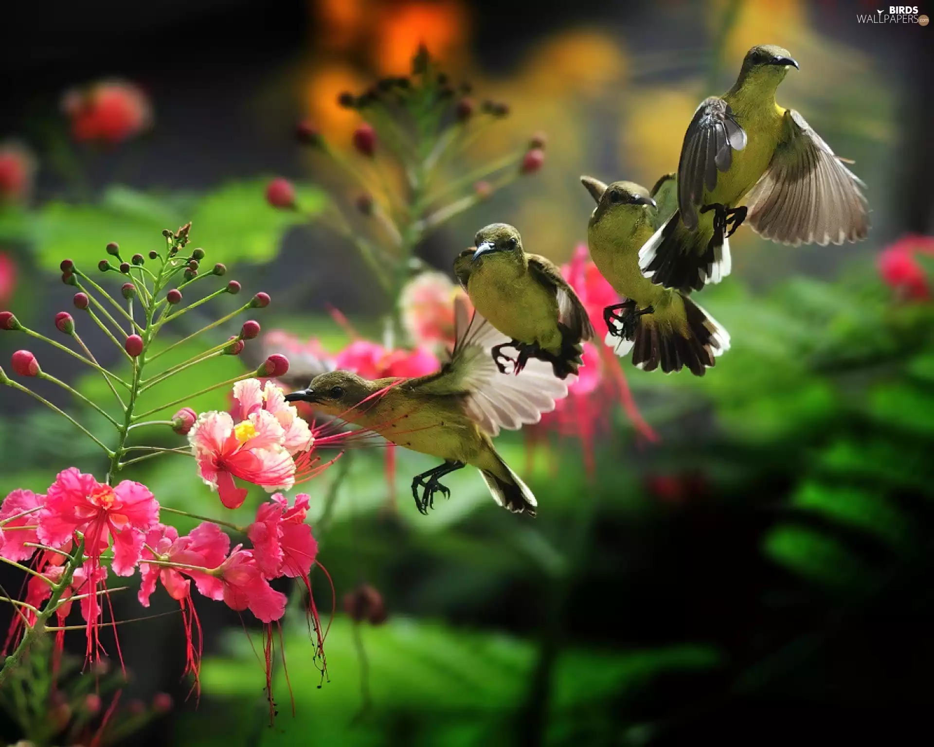 hummingbirds, Colourfull Flowers, four