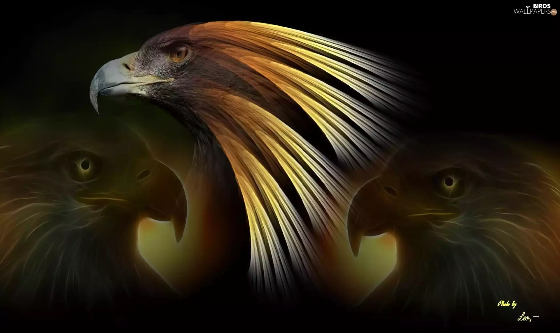 Fractalius, Eagles, Head