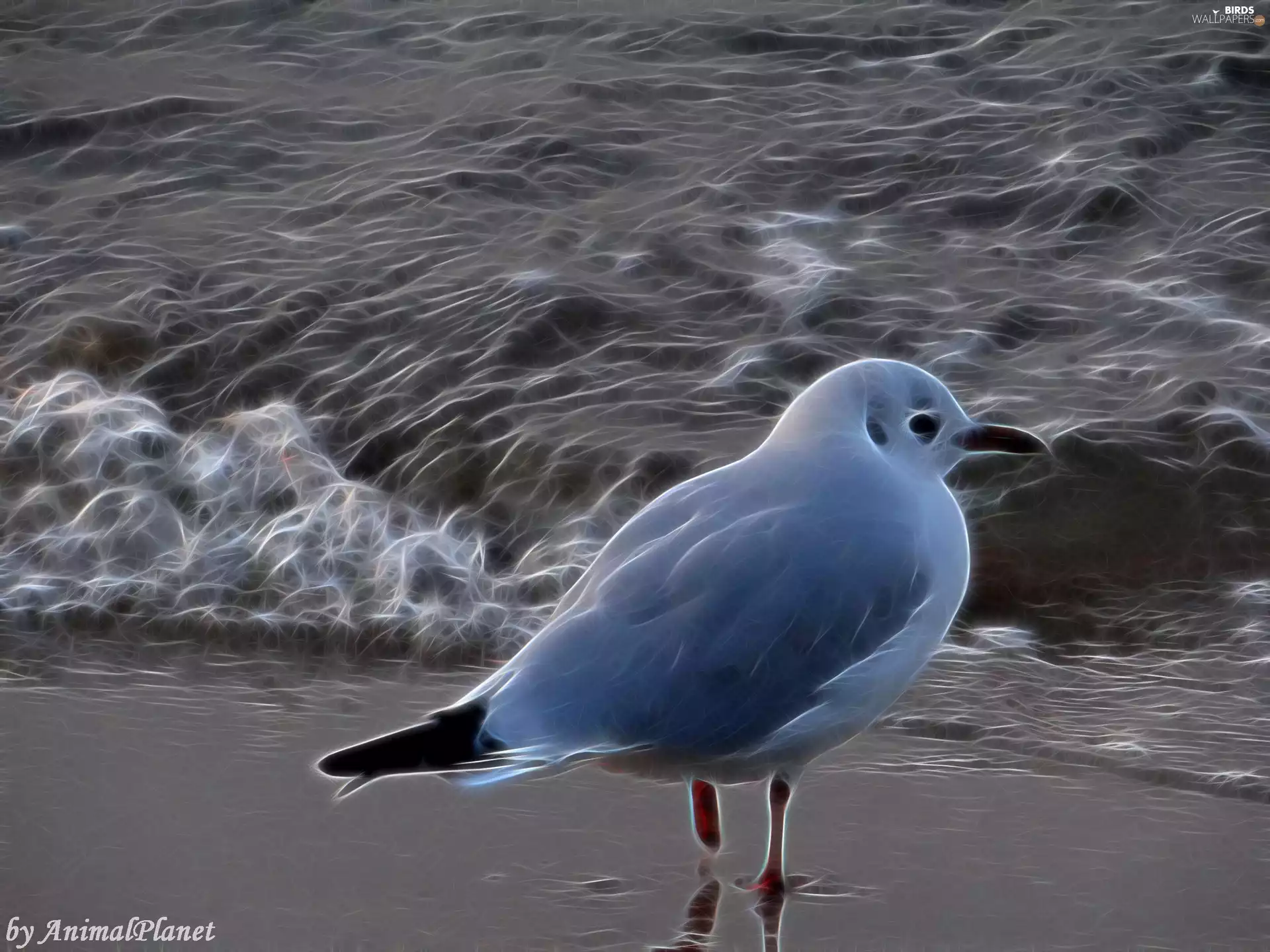 Computer, Fractalius, seagull, graphics, Bird