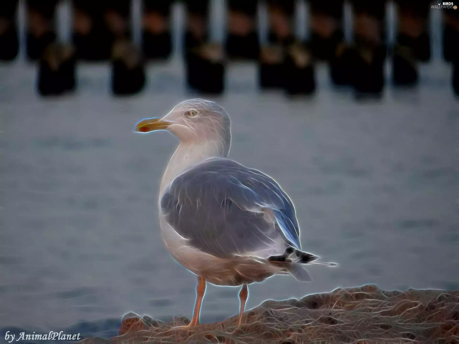 Computer, Fractalius, seagull, graphics, Bird