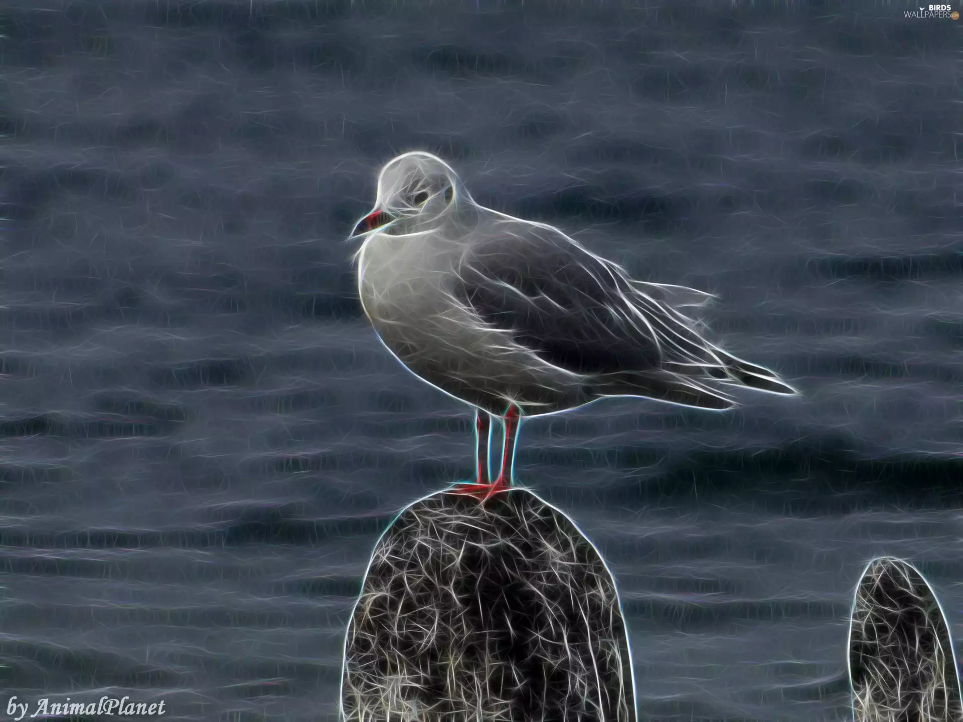 Fractalius, Bird, seagull
