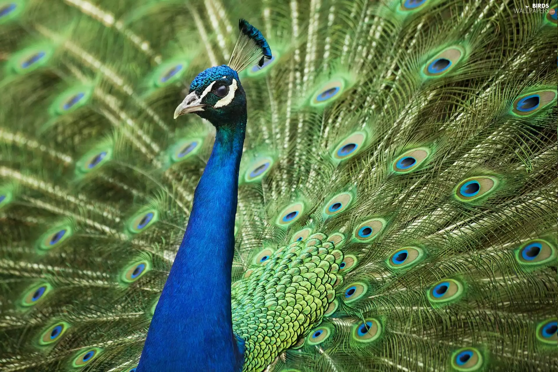 frame, blue, peacock