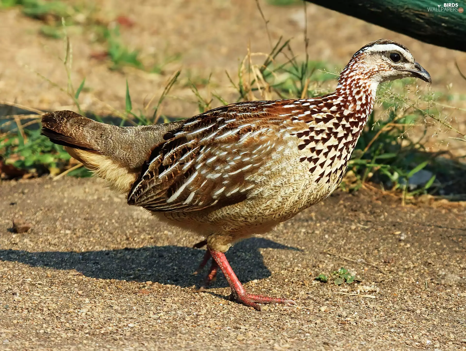Crested Frankolin, Brown, feather, Bird