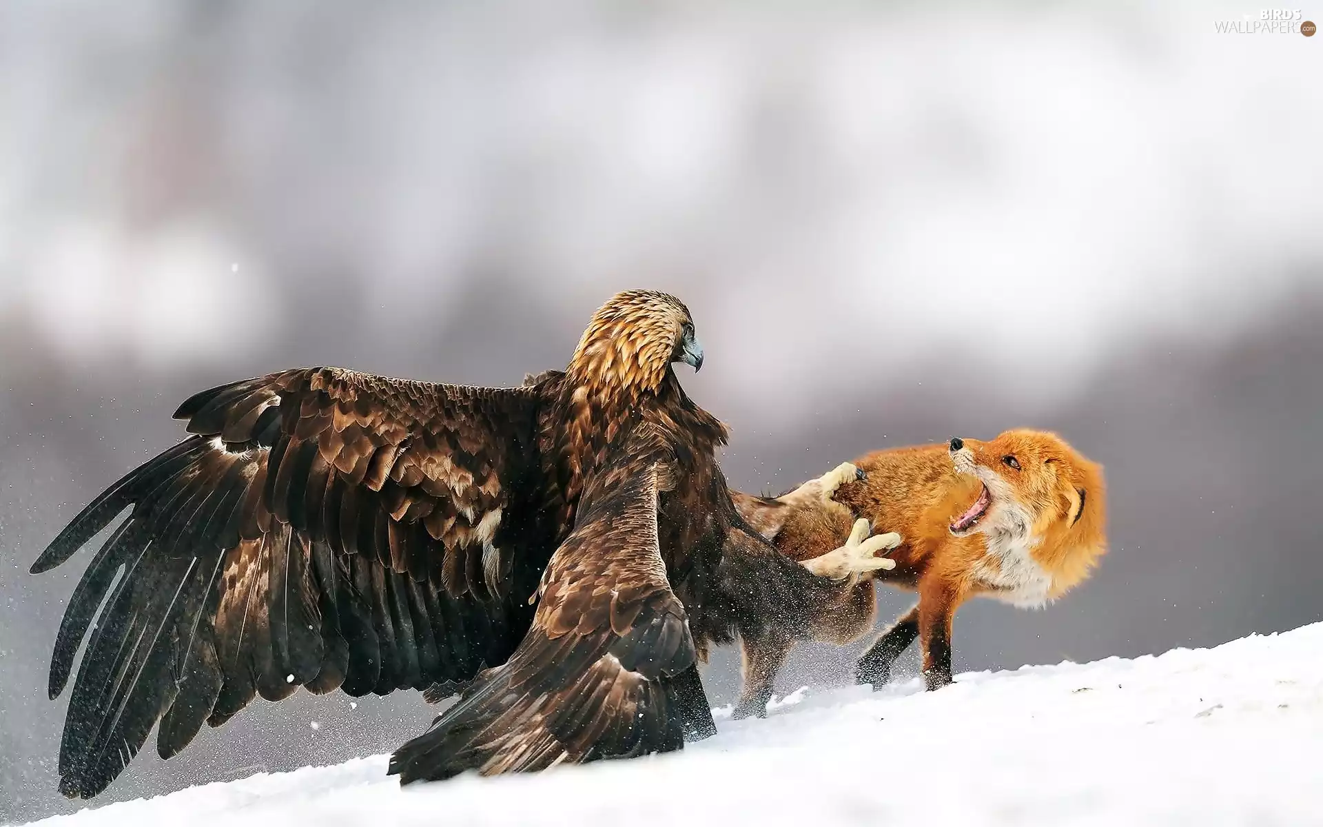 snow, Fox, Eagle Front