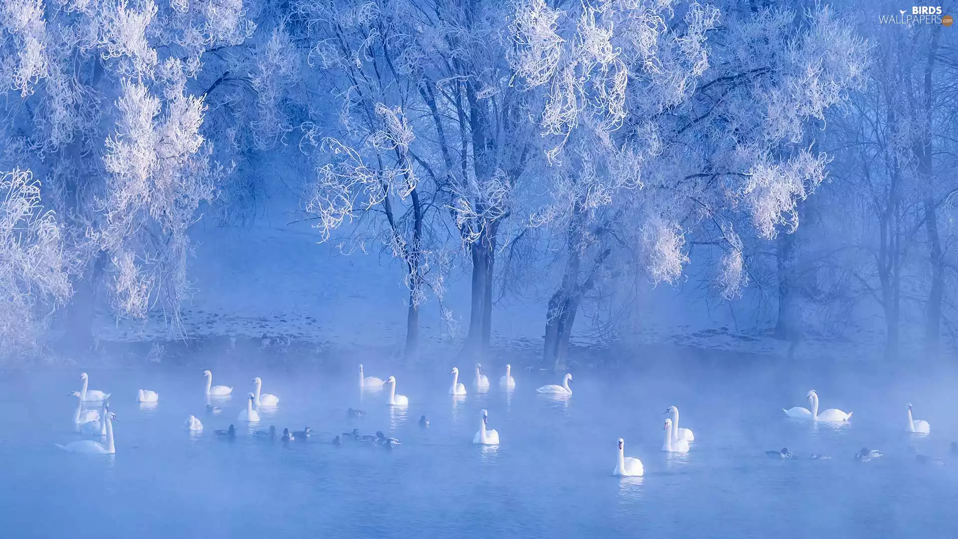 Fog, Swan, viewes, ducks, trees, lake, winter, frosty