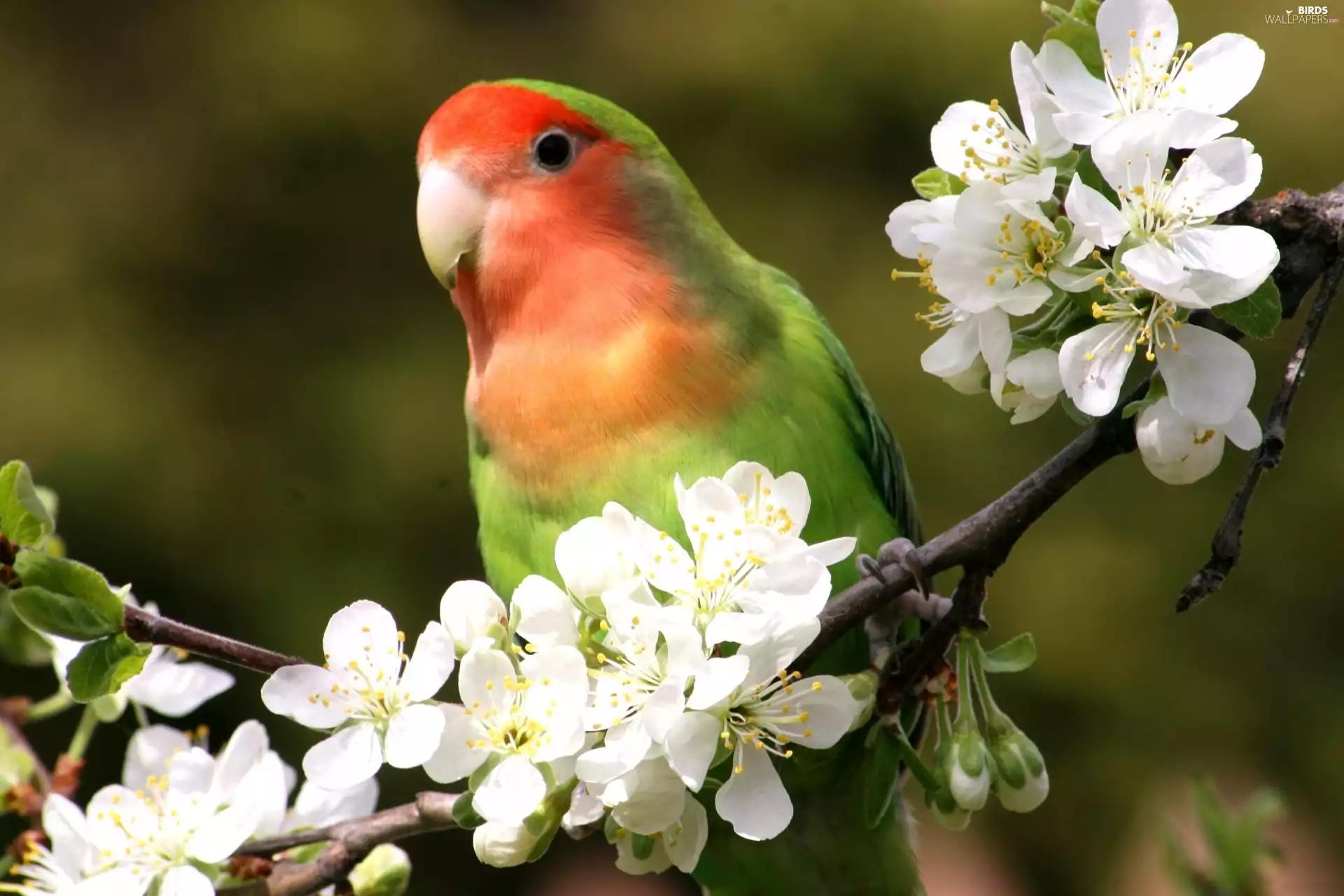 viewes, fruit, Flowers, trees, parrot