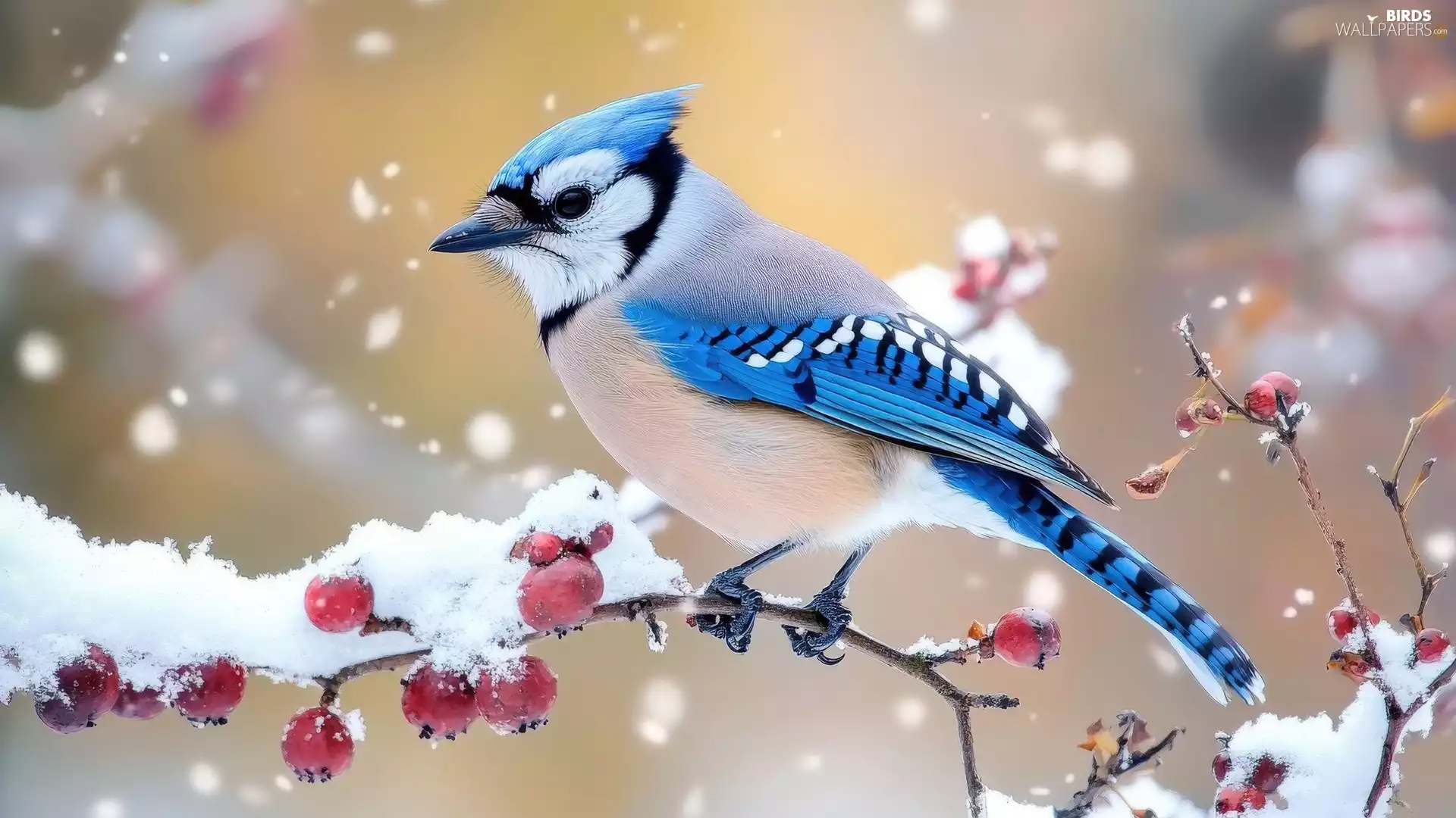 Snowy, Bird, Red, Fruits, Twigs, jay