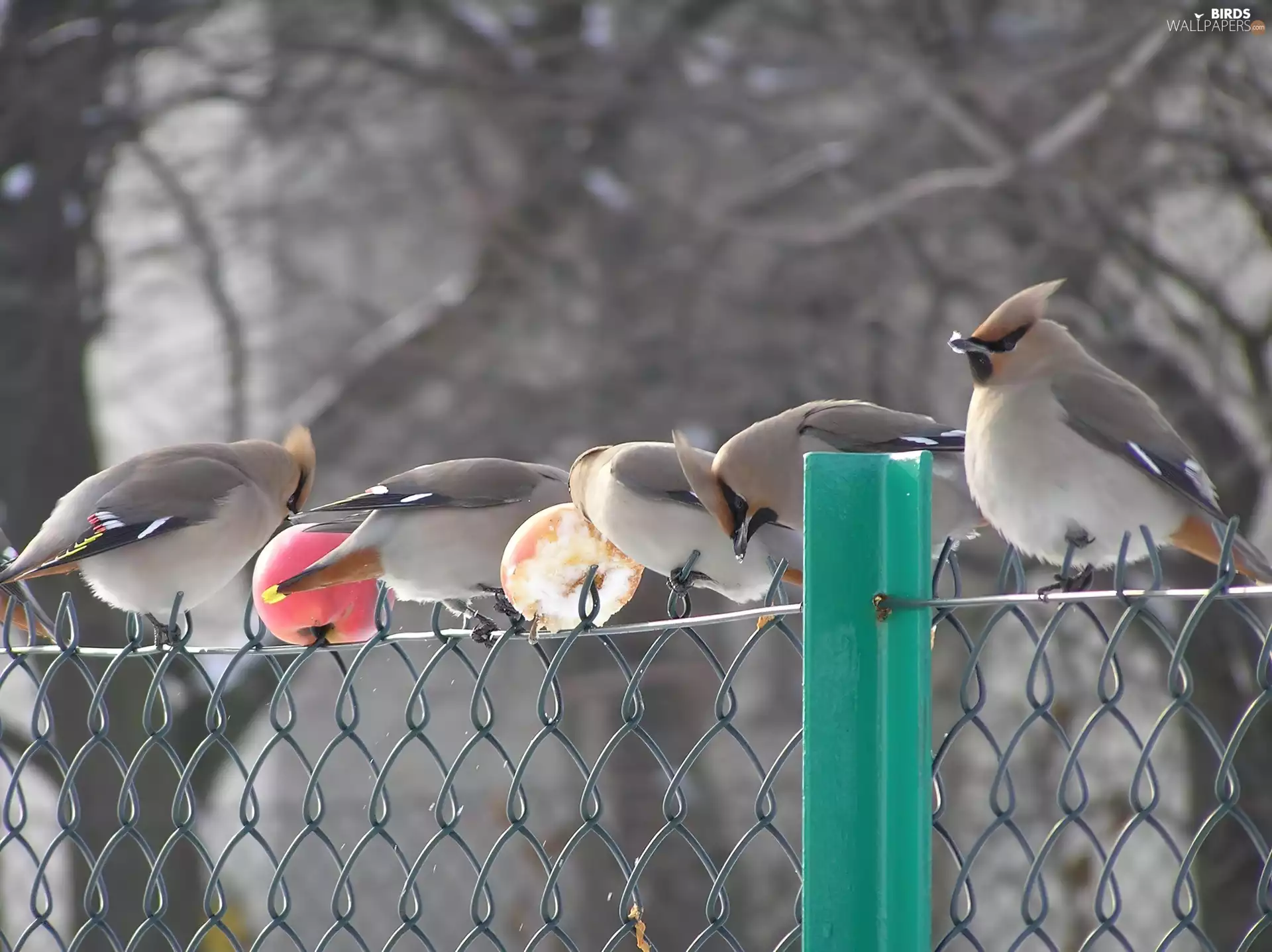 Fruits, Waxwings, net