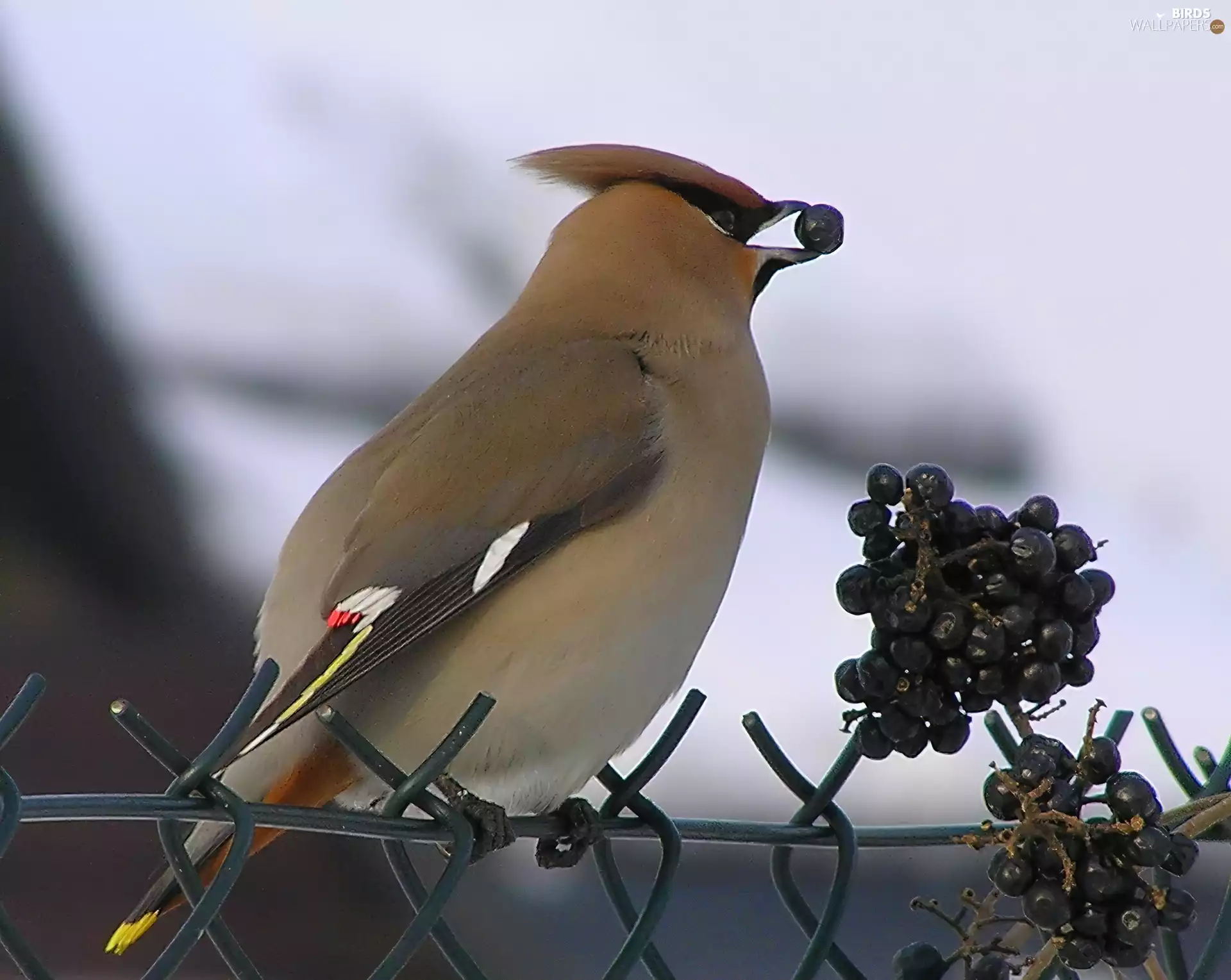 tail, Fruits, spout, Yellow, open