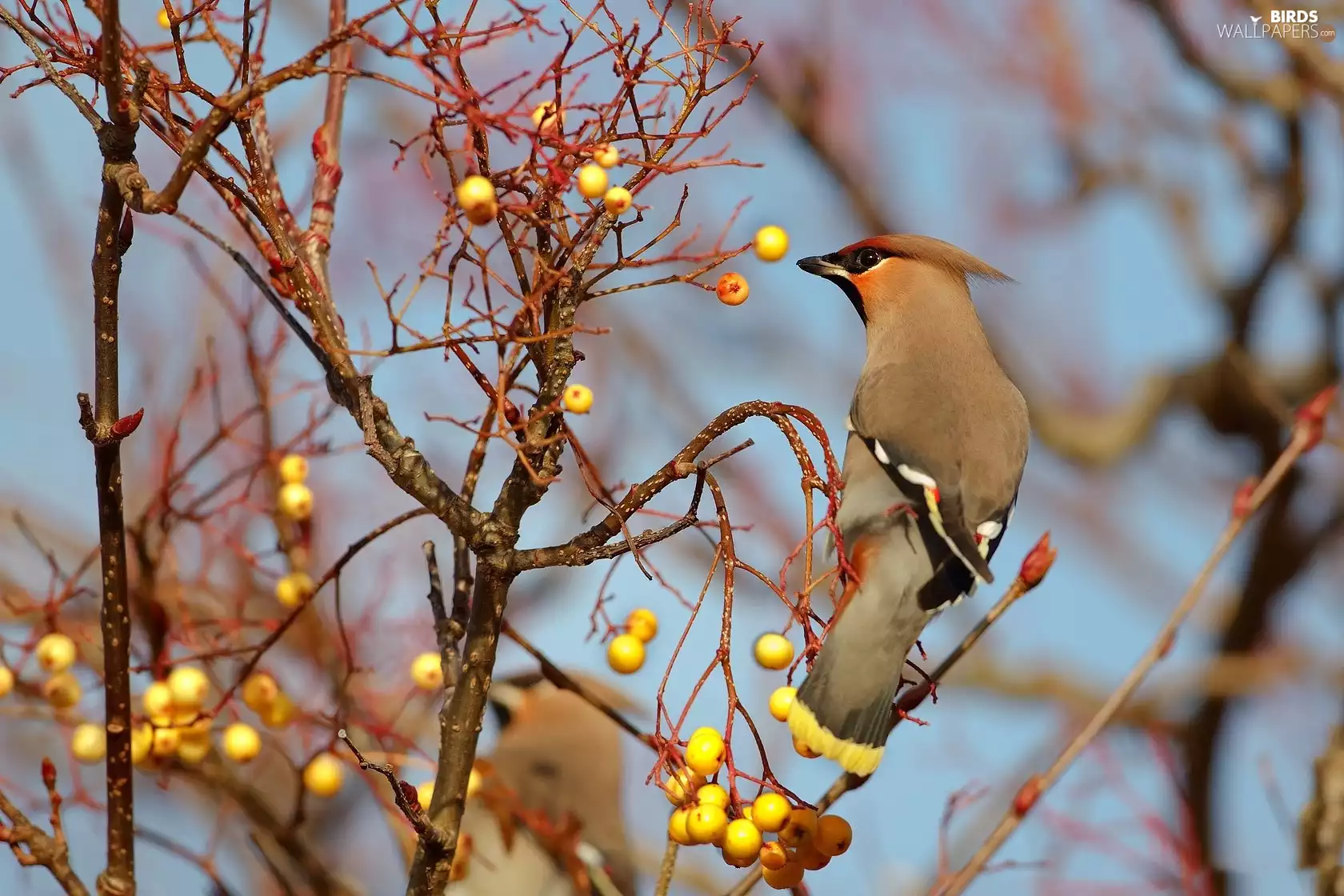 trees, cardinal, female, Fruits