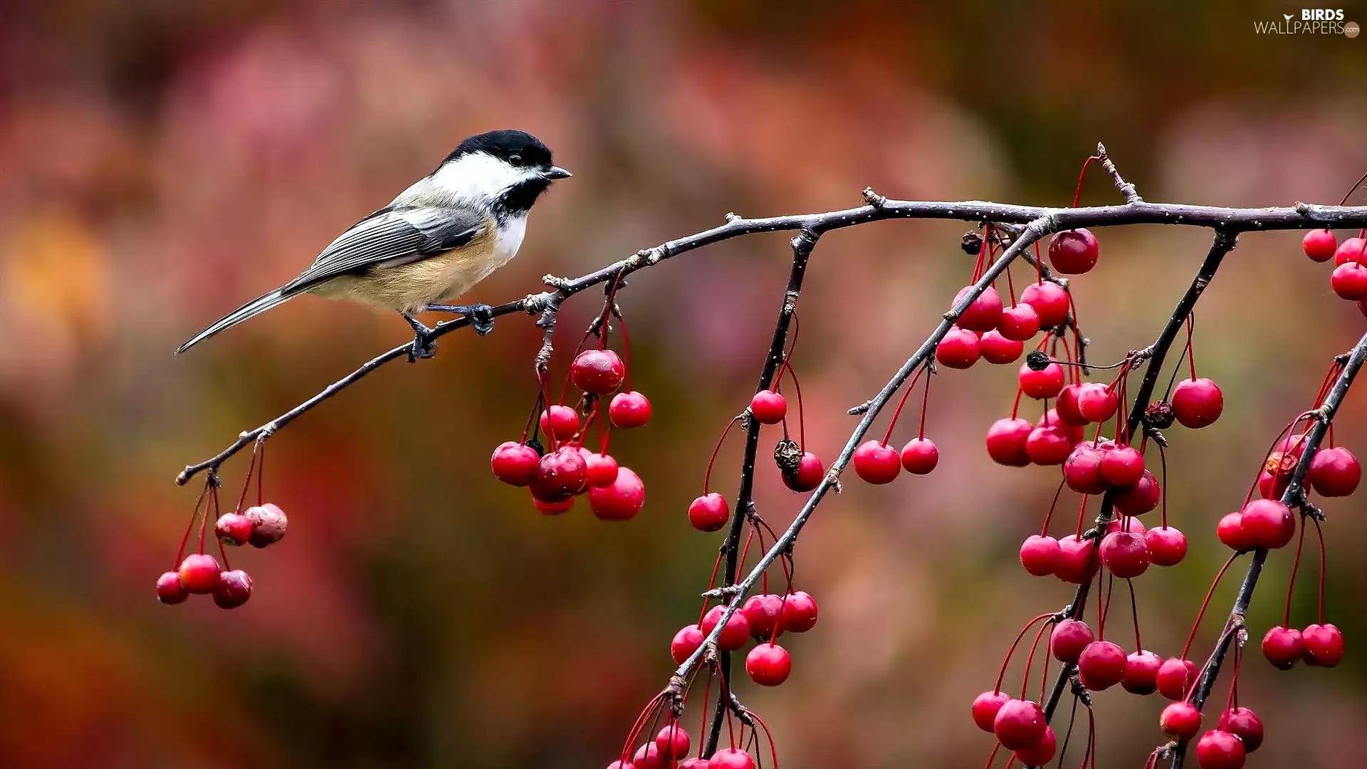 trees, tit, Red, Fruits, viewes, Twigs