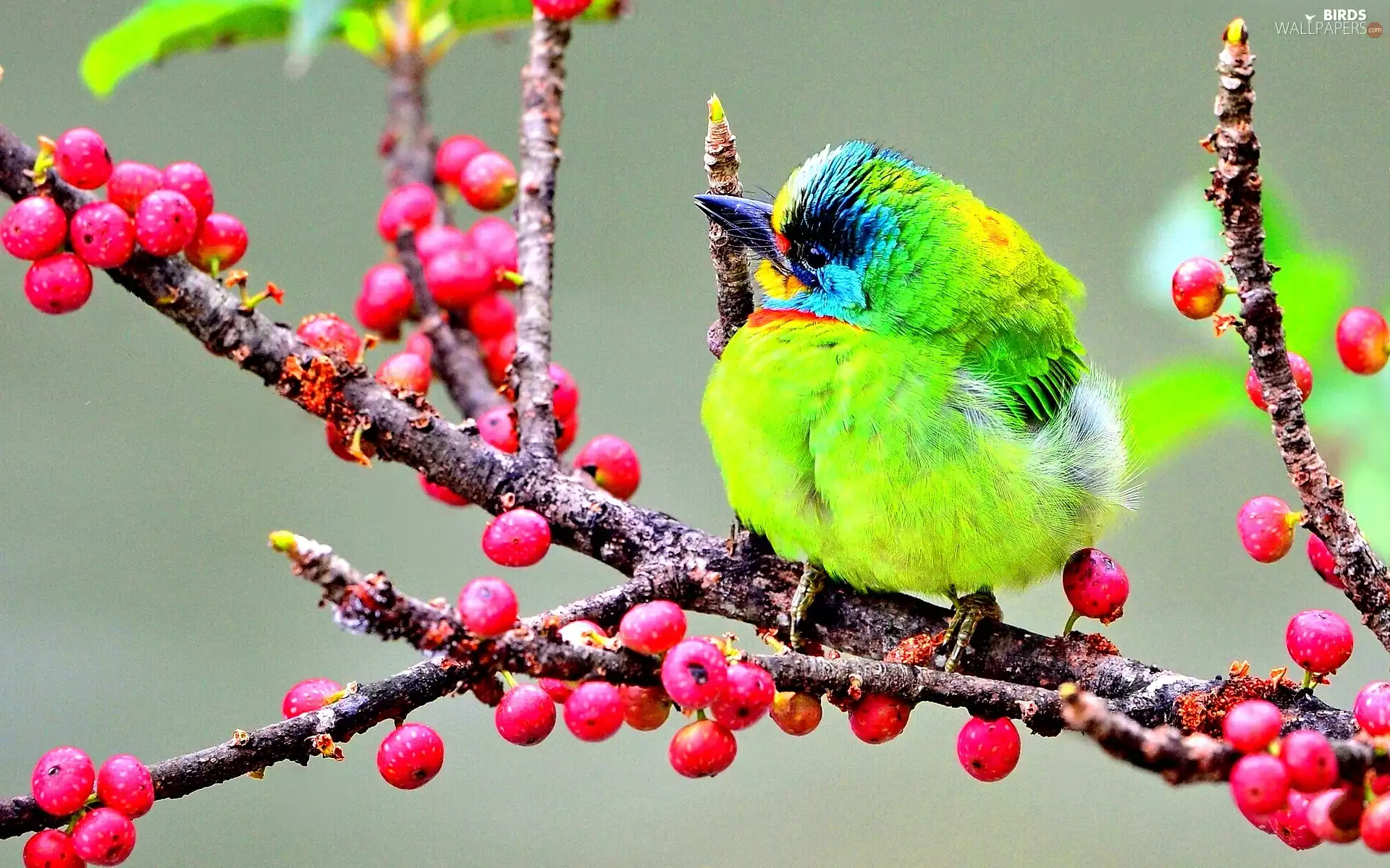 Red, Fruits, woodpecker, branch, asiatic