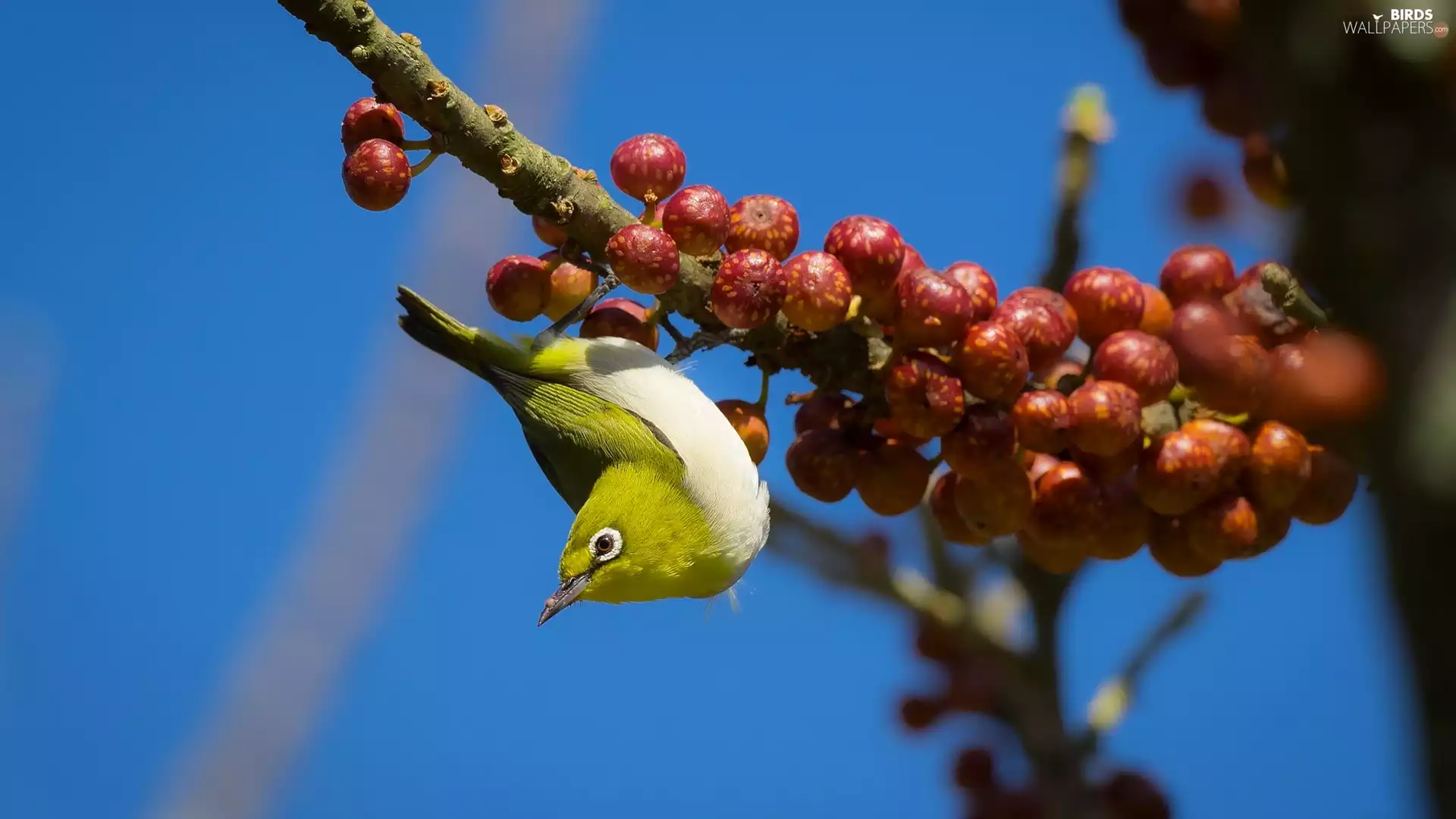 Red, Fruits, Zosterops, twig, Bird