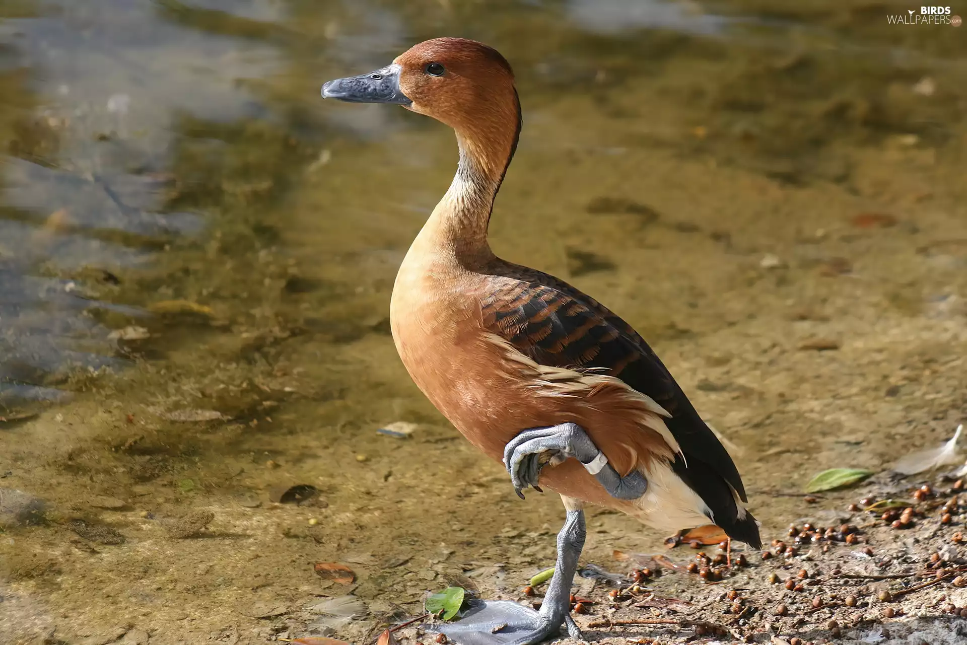 duck, titmouse, water, Fulvous