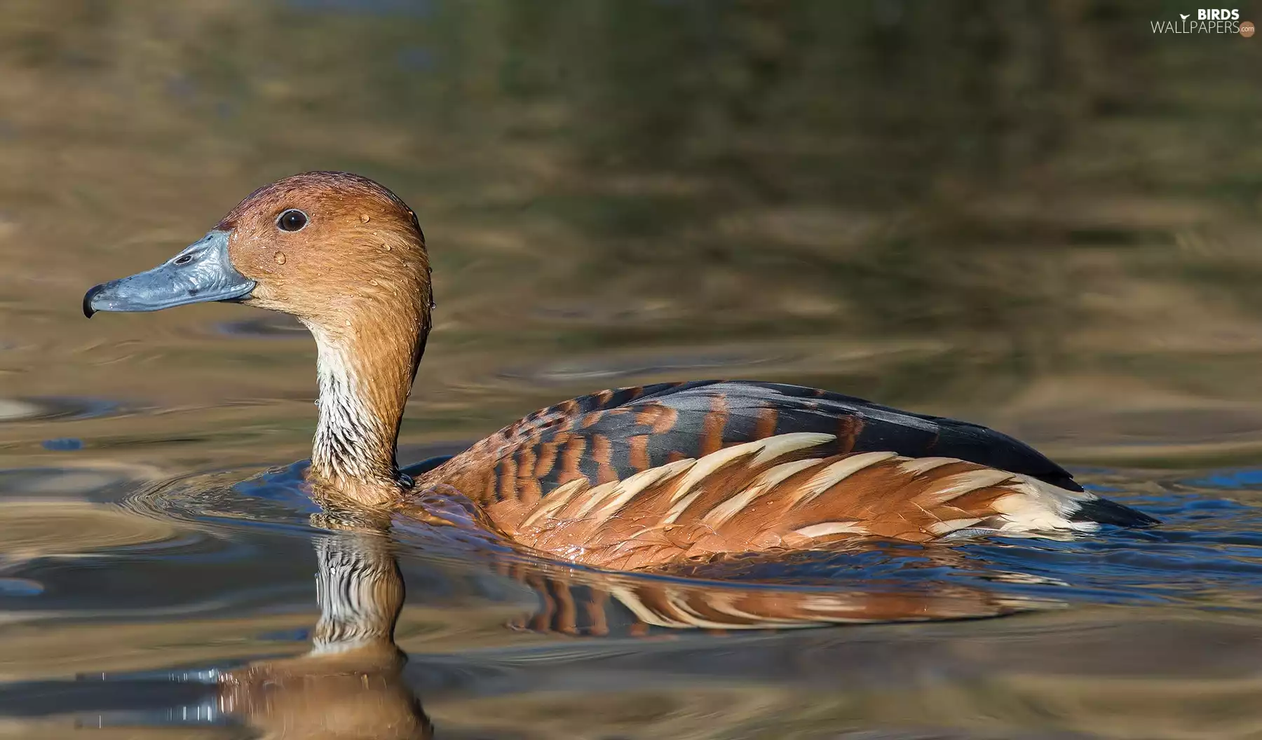 duck, titmouse, water, Fulvous
