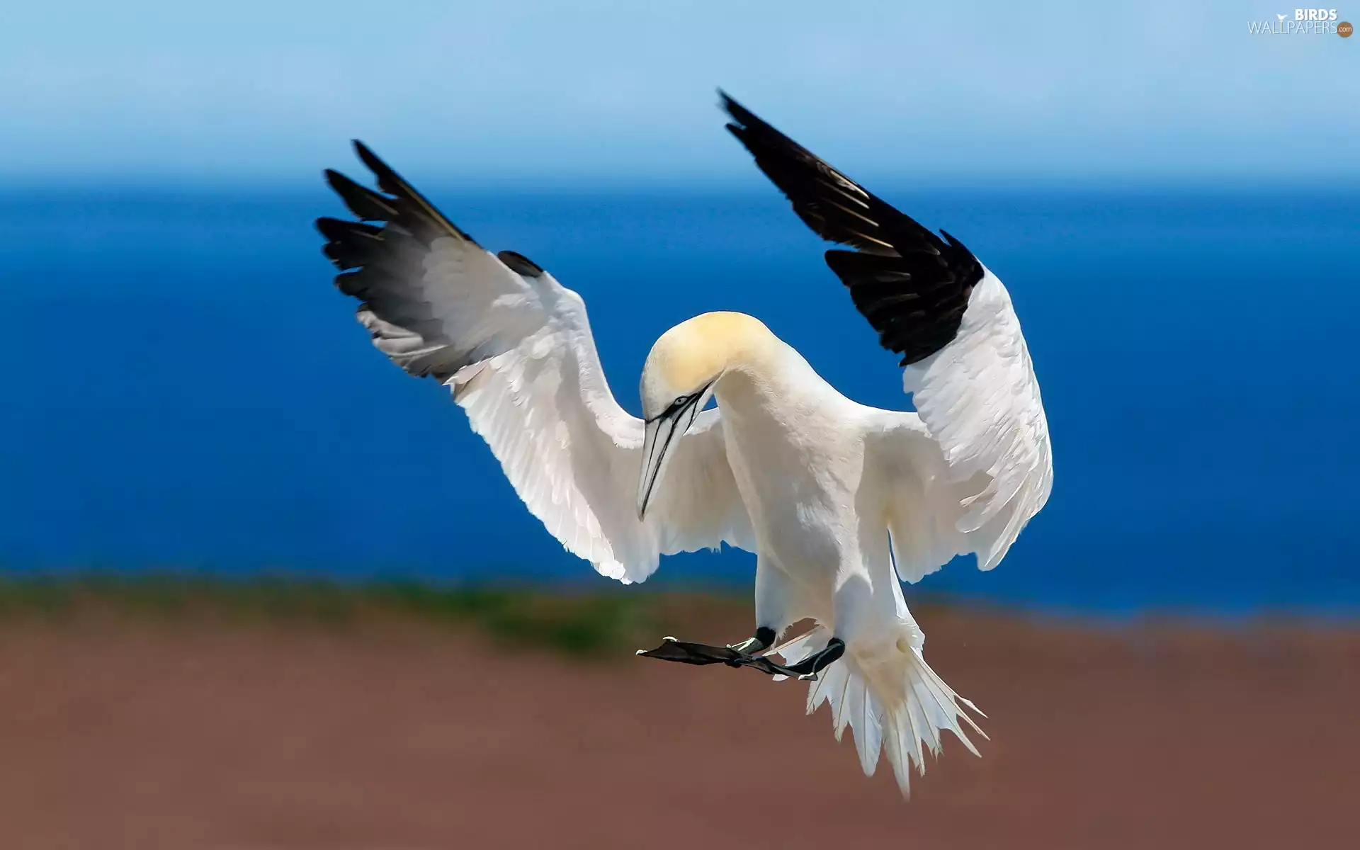 gannet, Australian