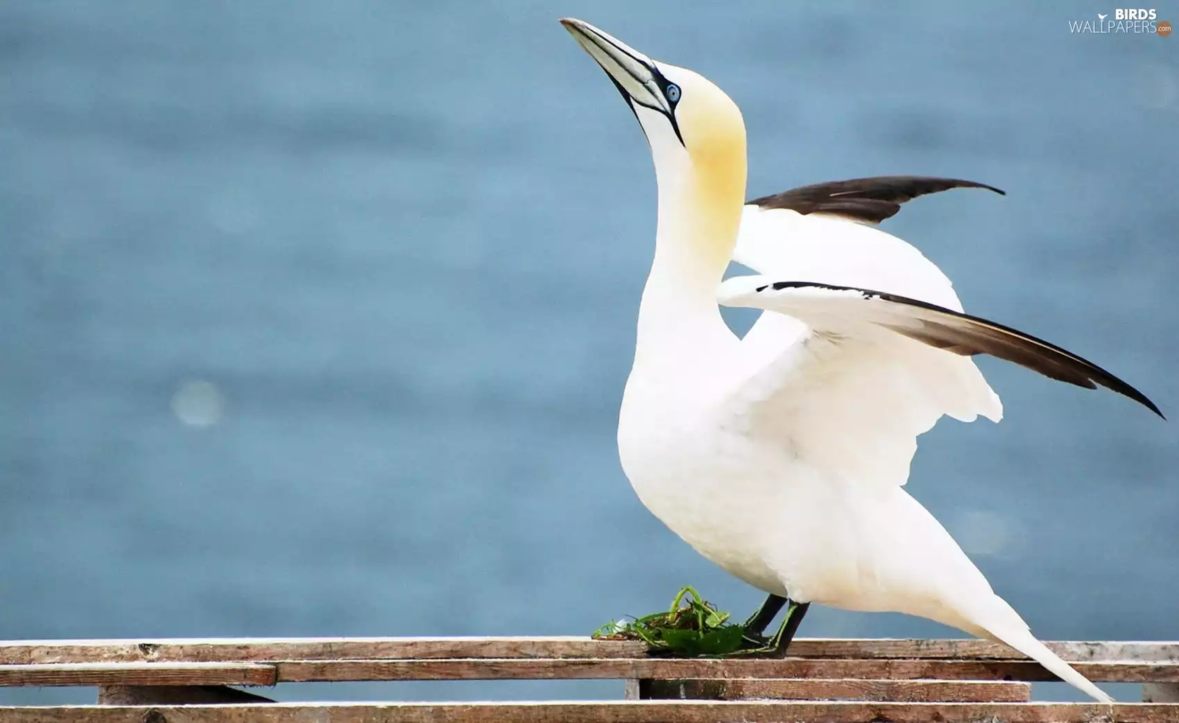 gannet, Australian