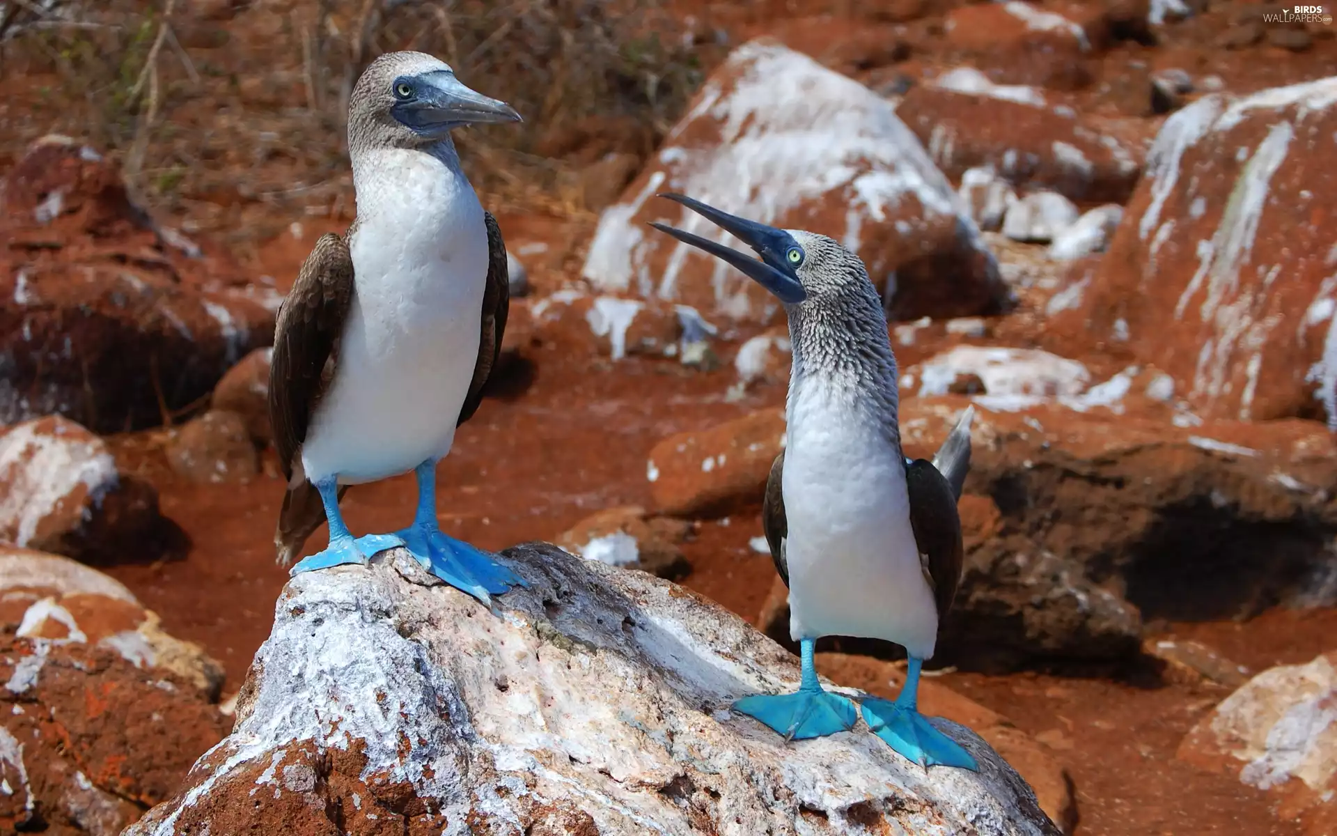 Stones, Two cars, Gannets Blue Legs